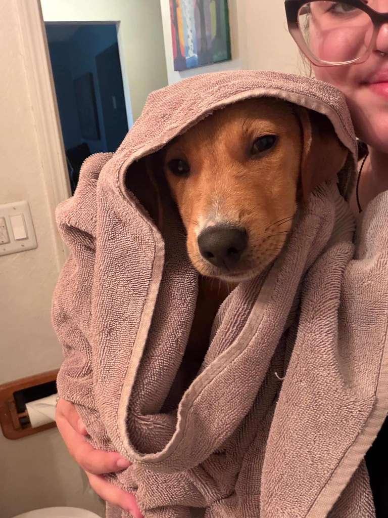 Enlarge Nacho, a Adoptable mixed breed in Milwaukie, OR image 6/6