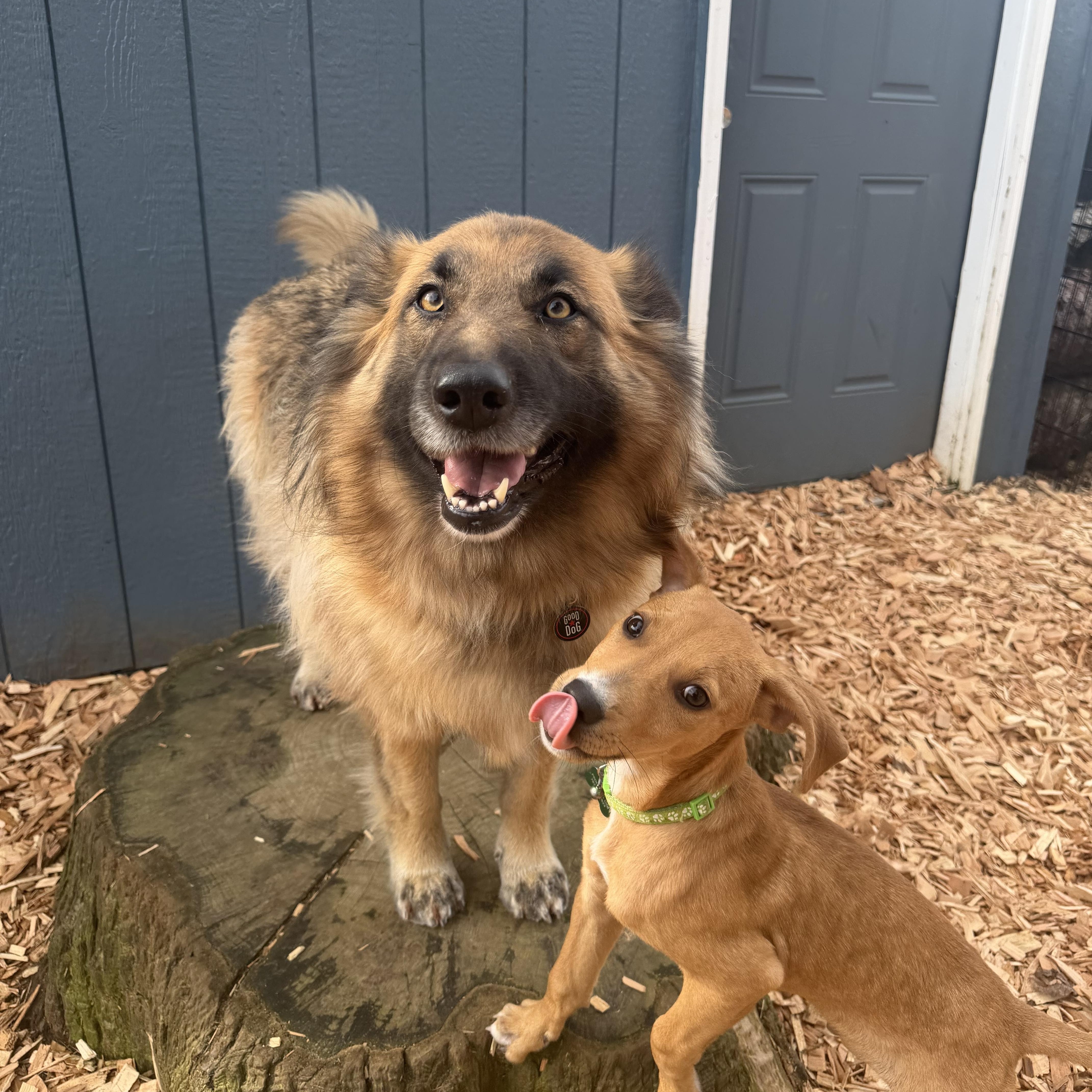 Enlarge Nacho, a Adoptable mixed breed in Milwaukie, OR image 5/6