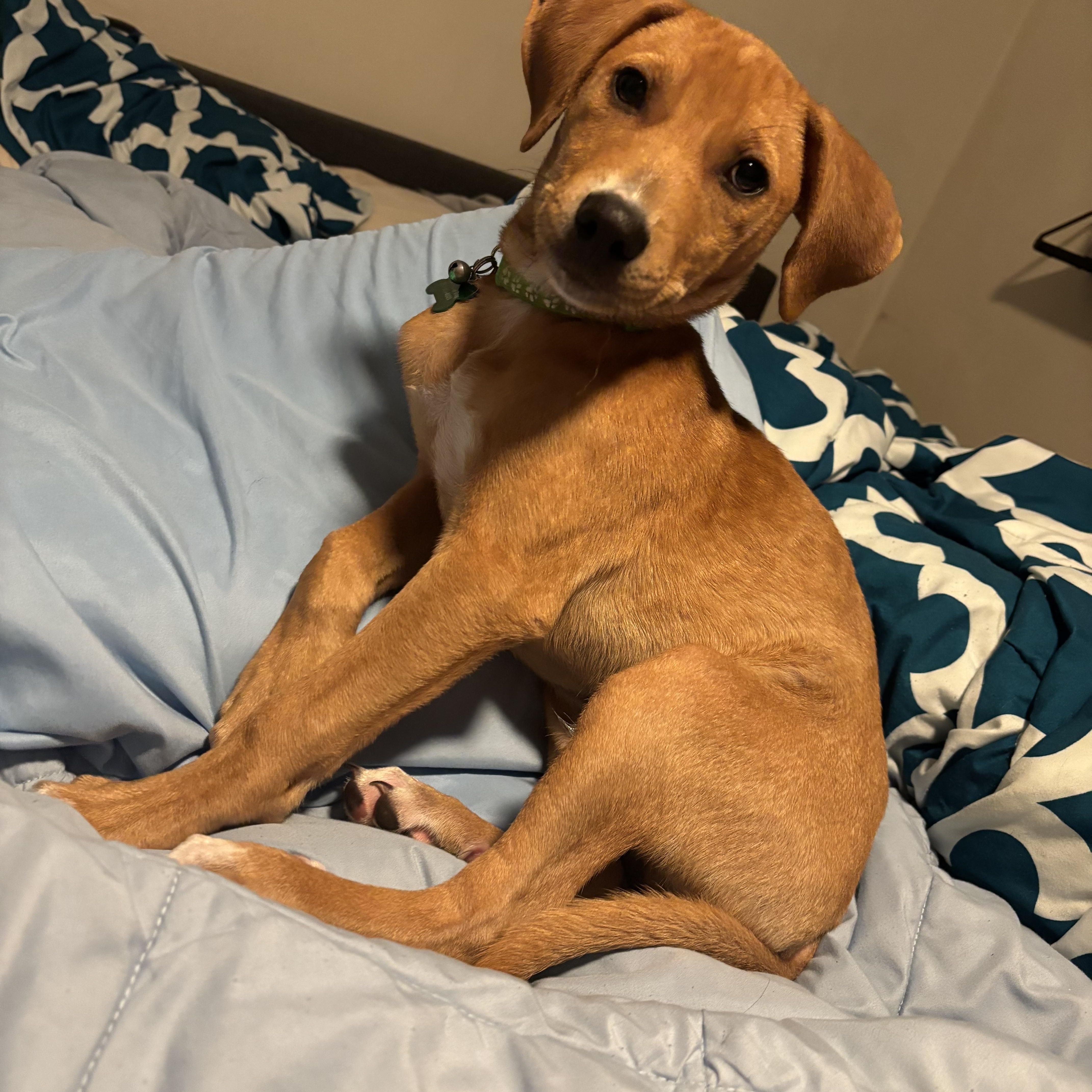 Enlarge Nacho, a Adoptable mixed breed in Milwaukie, OR image 2/6