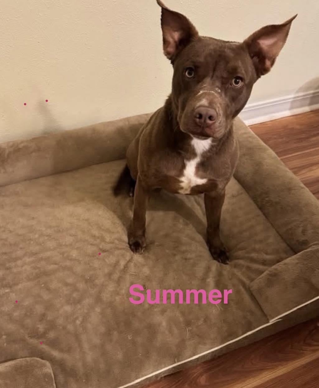 Summer, ADOPTABLE, Adult Female Mixed Breed.