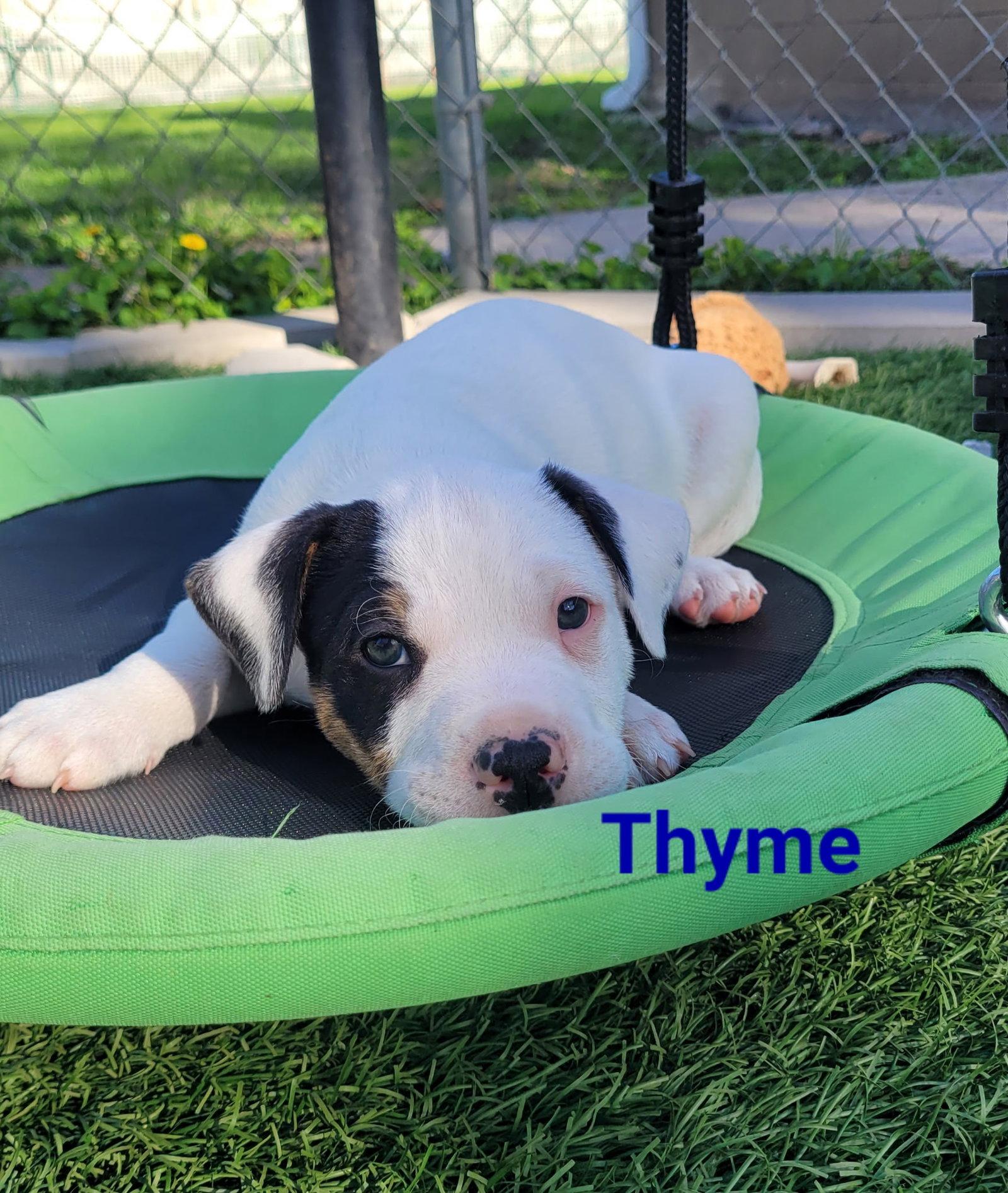 Thyme, Adoptable, Puppy Male Terrier.