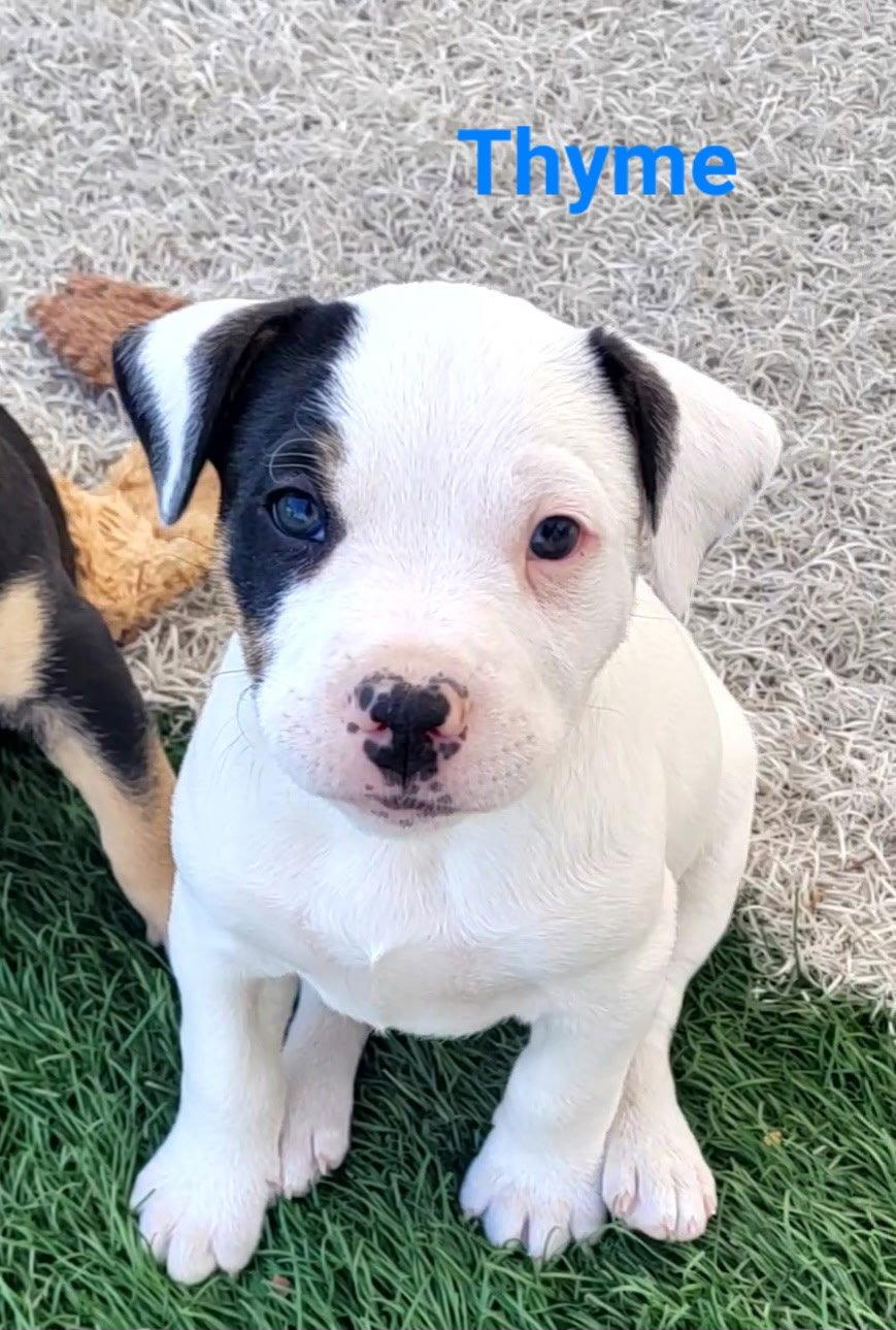 Enlarge Thyme, a Adoptable Terrier in West Des Moines, IA image 2/3