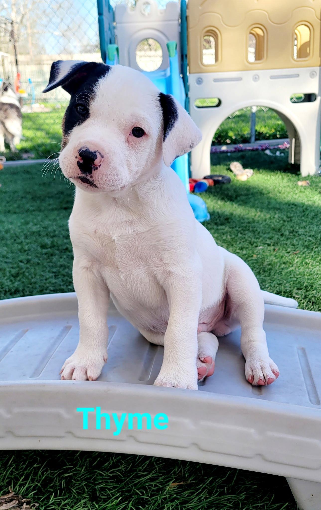 Enlarge Thyme, a Adoptable Terrier in West Des Moines, IA image 3/3