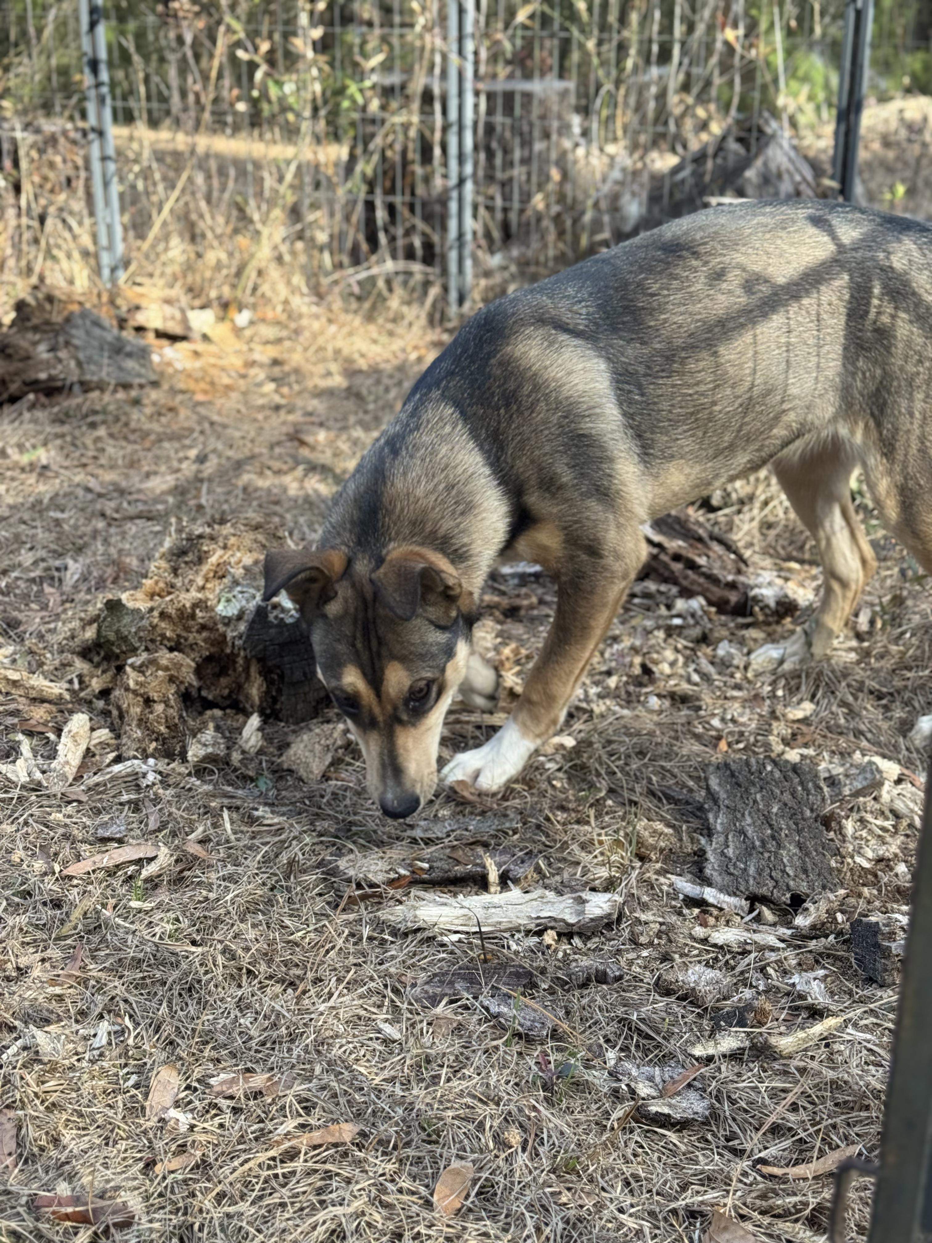 ARSON MUFFIN — thumbnail 3