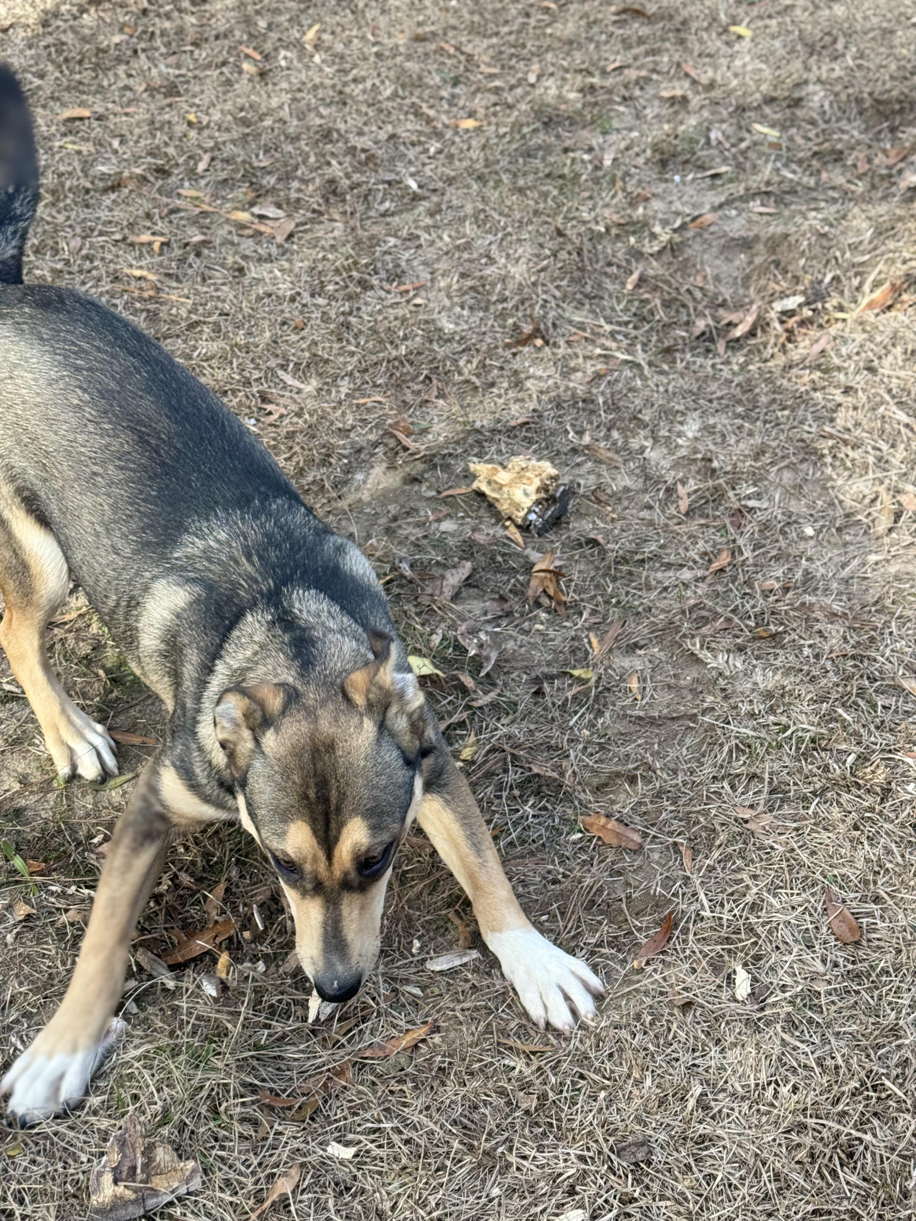 ARSON MUFFIN — thumbnail 4