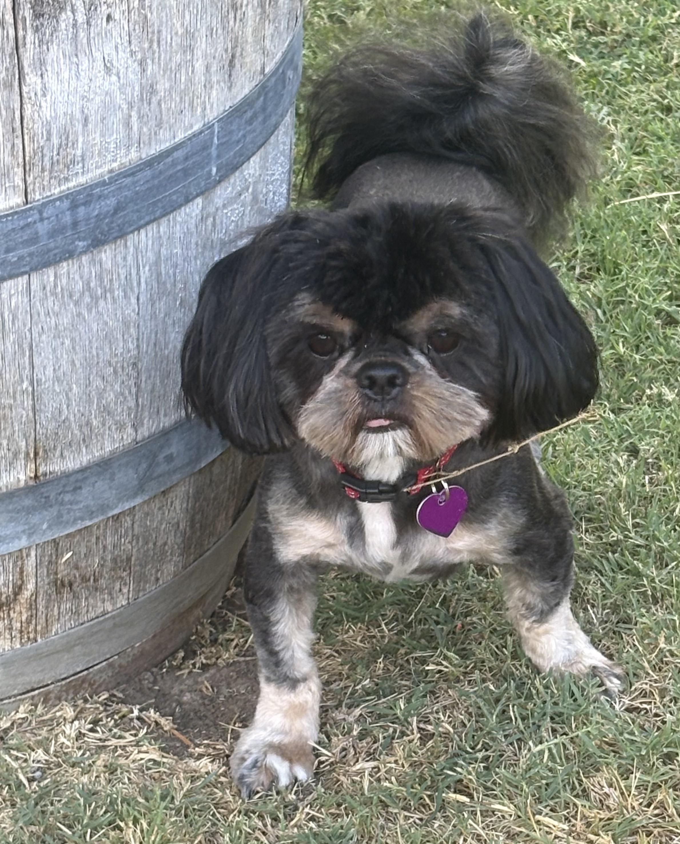 Titus, ADOPTABLE, Adult Male Shih Tzu.