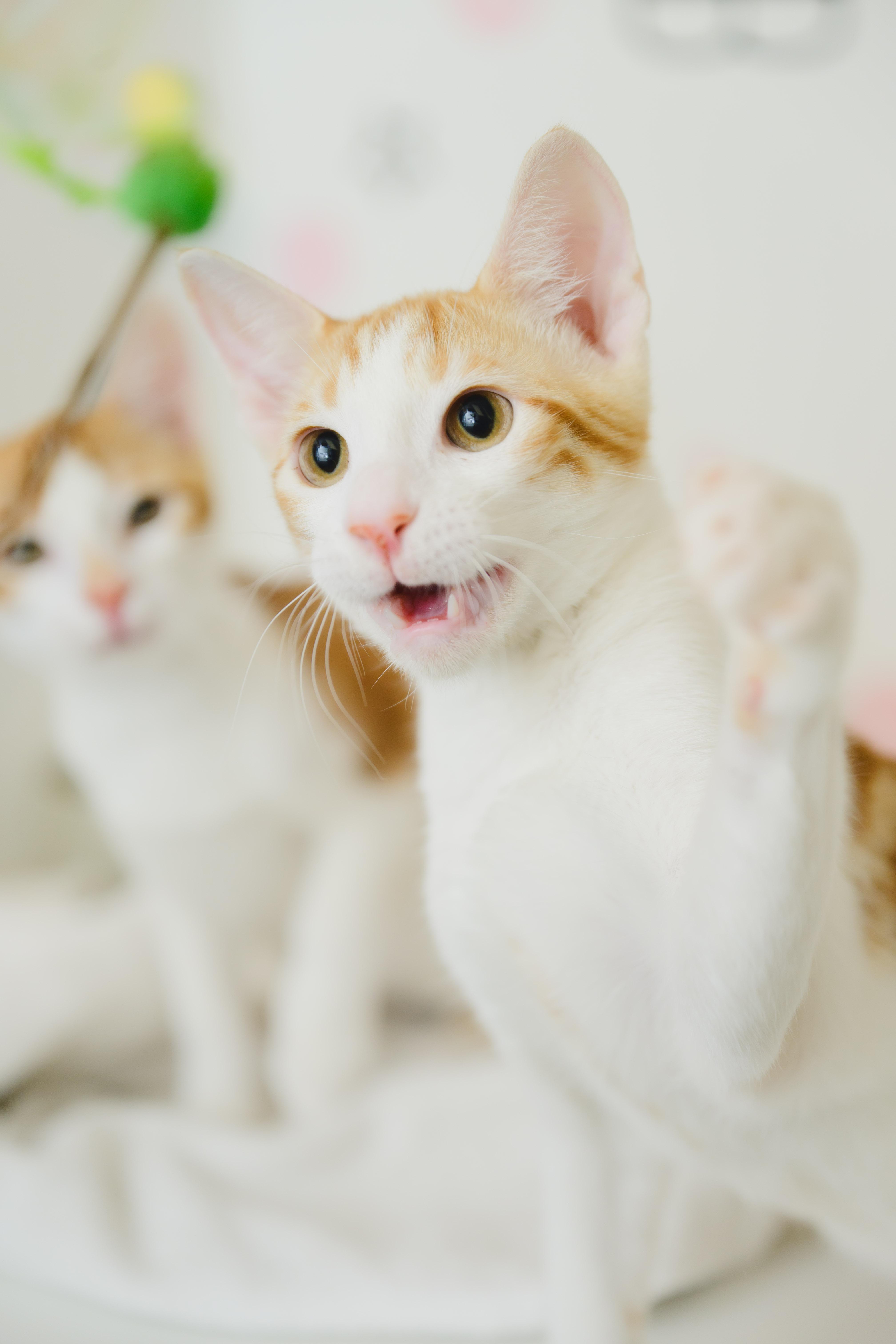 Tropicana, Adopted, Young Male Domestic Short Hair.