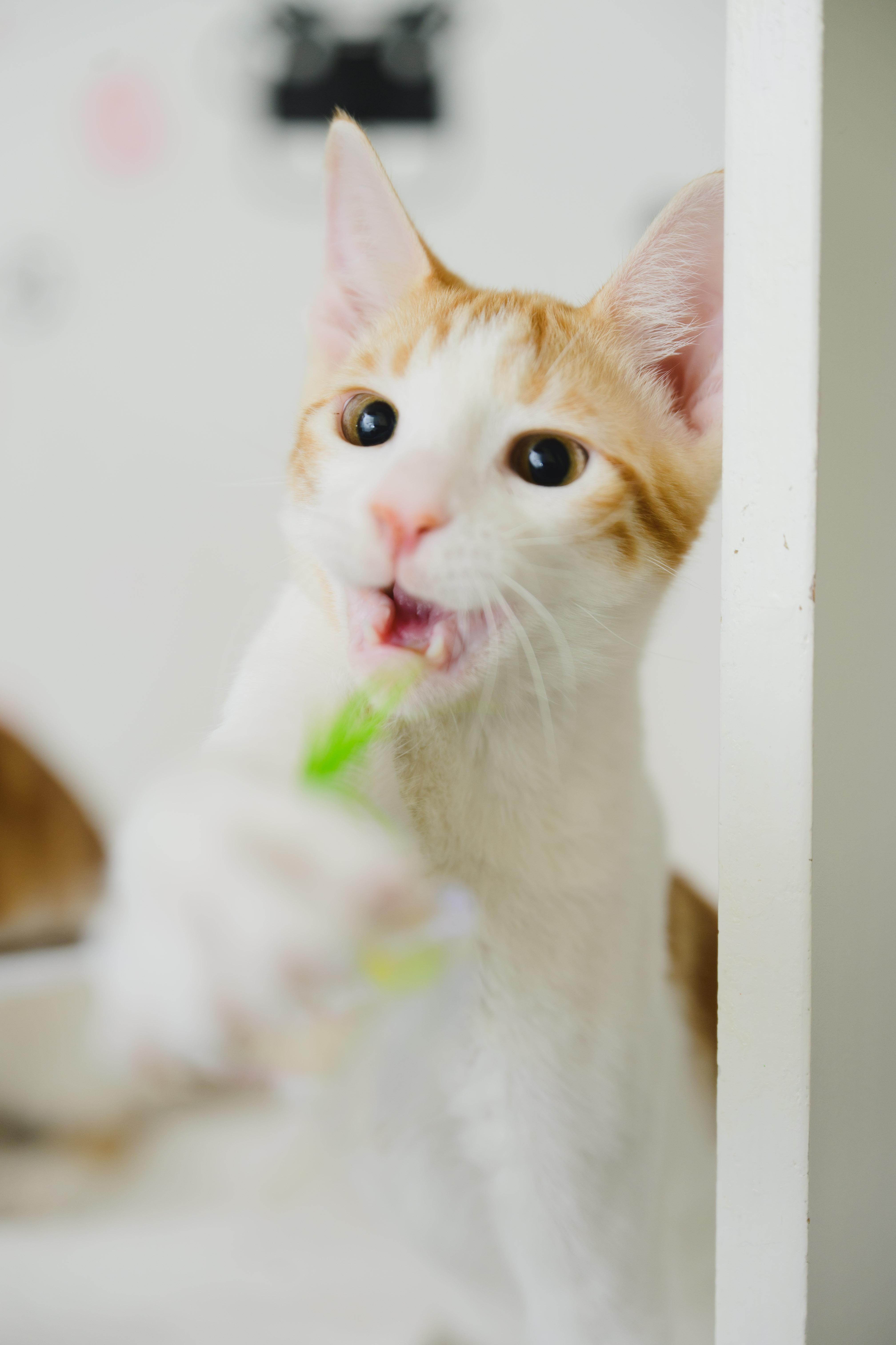 Enlarge Tropicana, a Adopted Domestic Short Hair in Honolulu, HI image 2/6