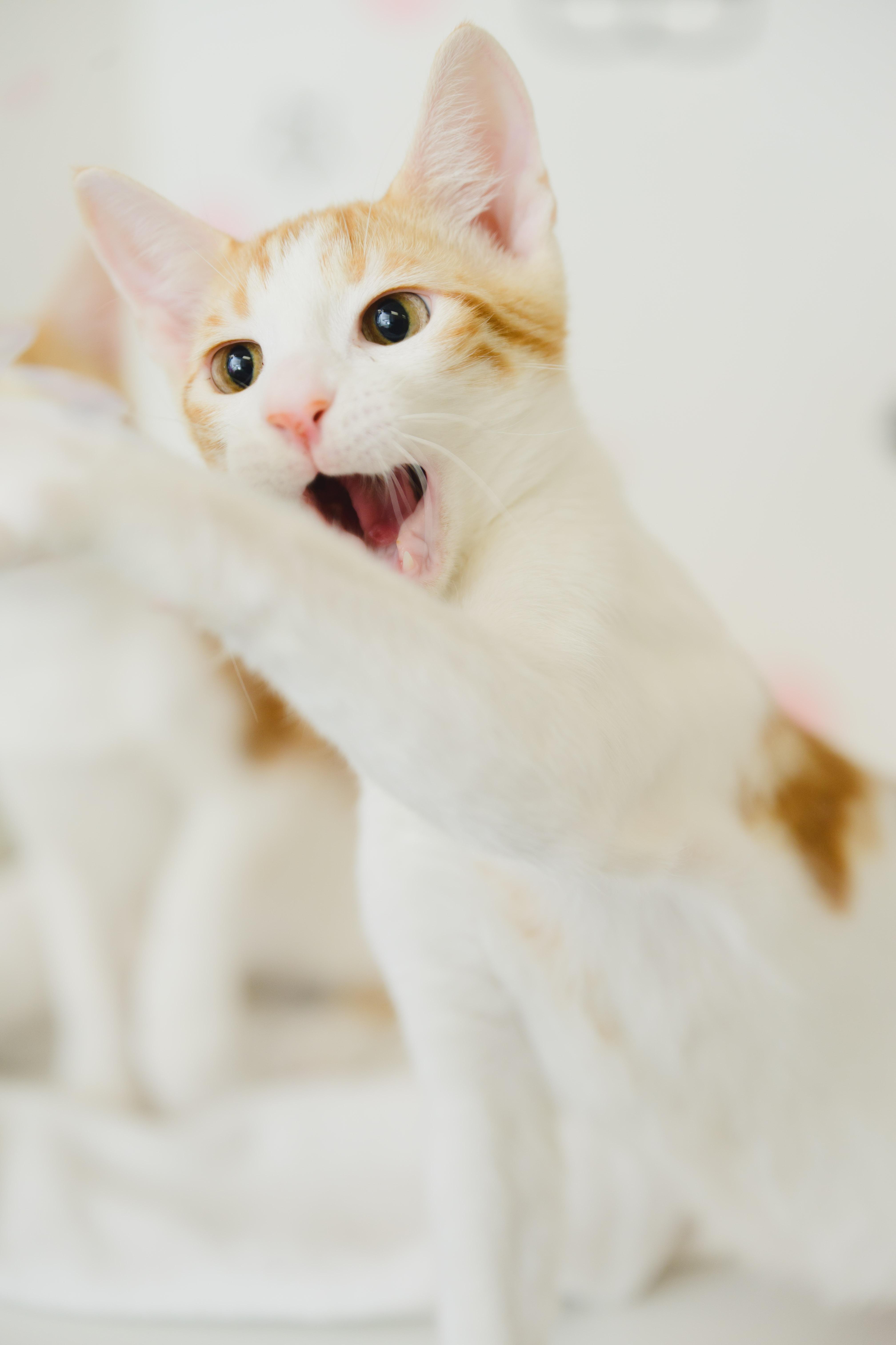 Enlarge Tropicana, a Adopted Domestic Short Hair in Honolulu, HI image 3/6