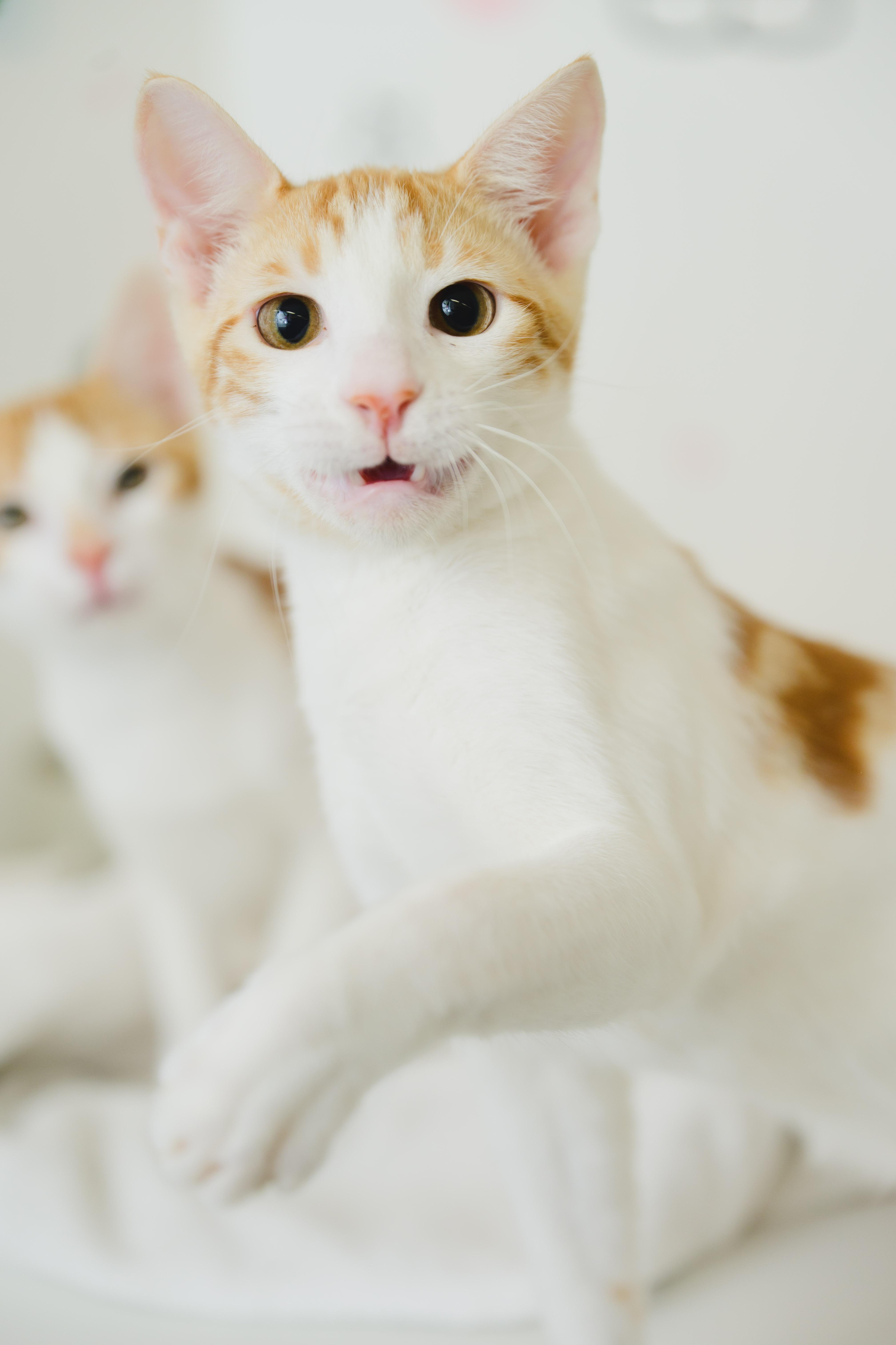 Enlarge Tropicana, a Adopted Domestic Short Hair in Honolulu, HI image 4/6