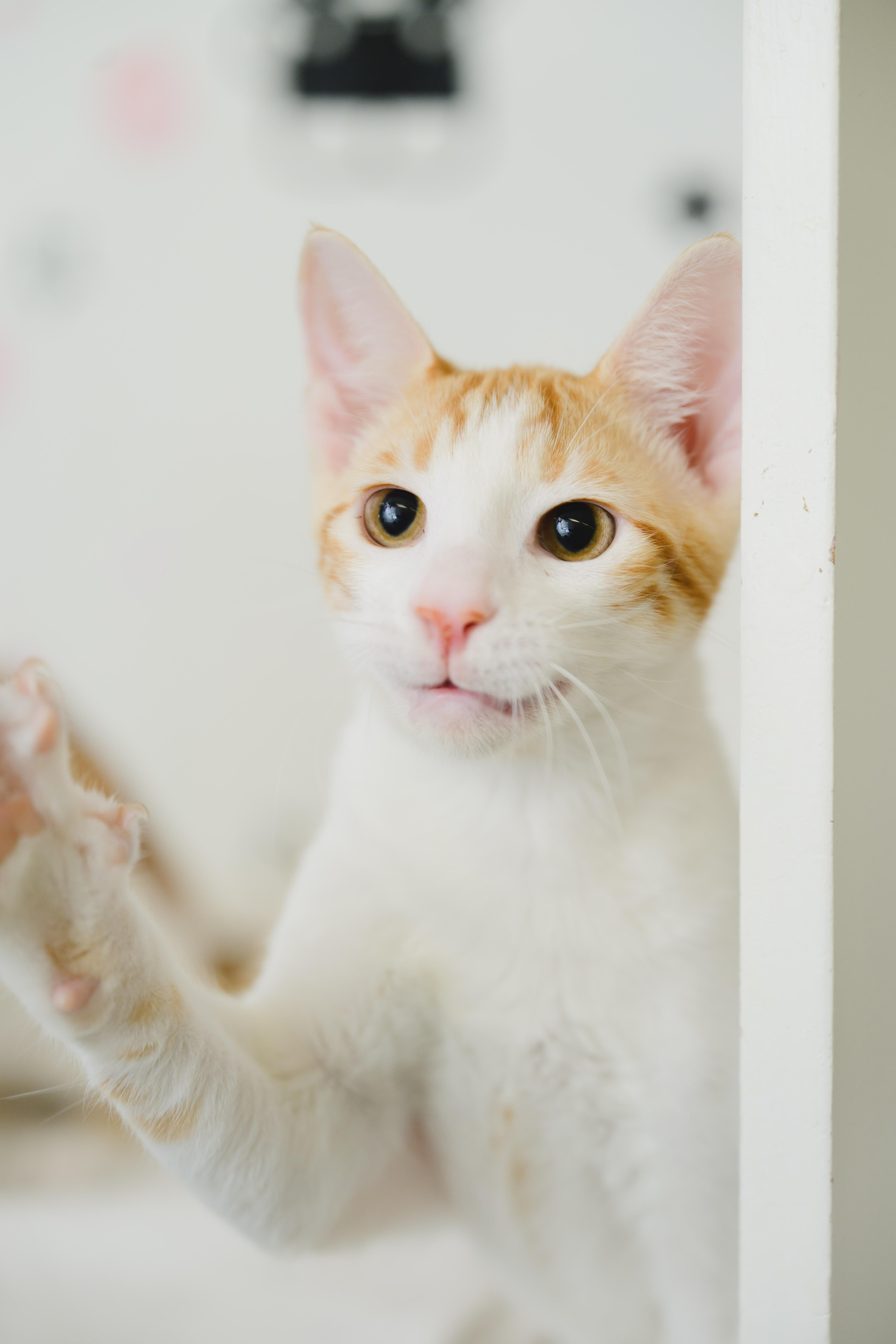 Enlarge Tropicana, a Adopted Domestic Short Hair in Honolulu, HI image 5/6