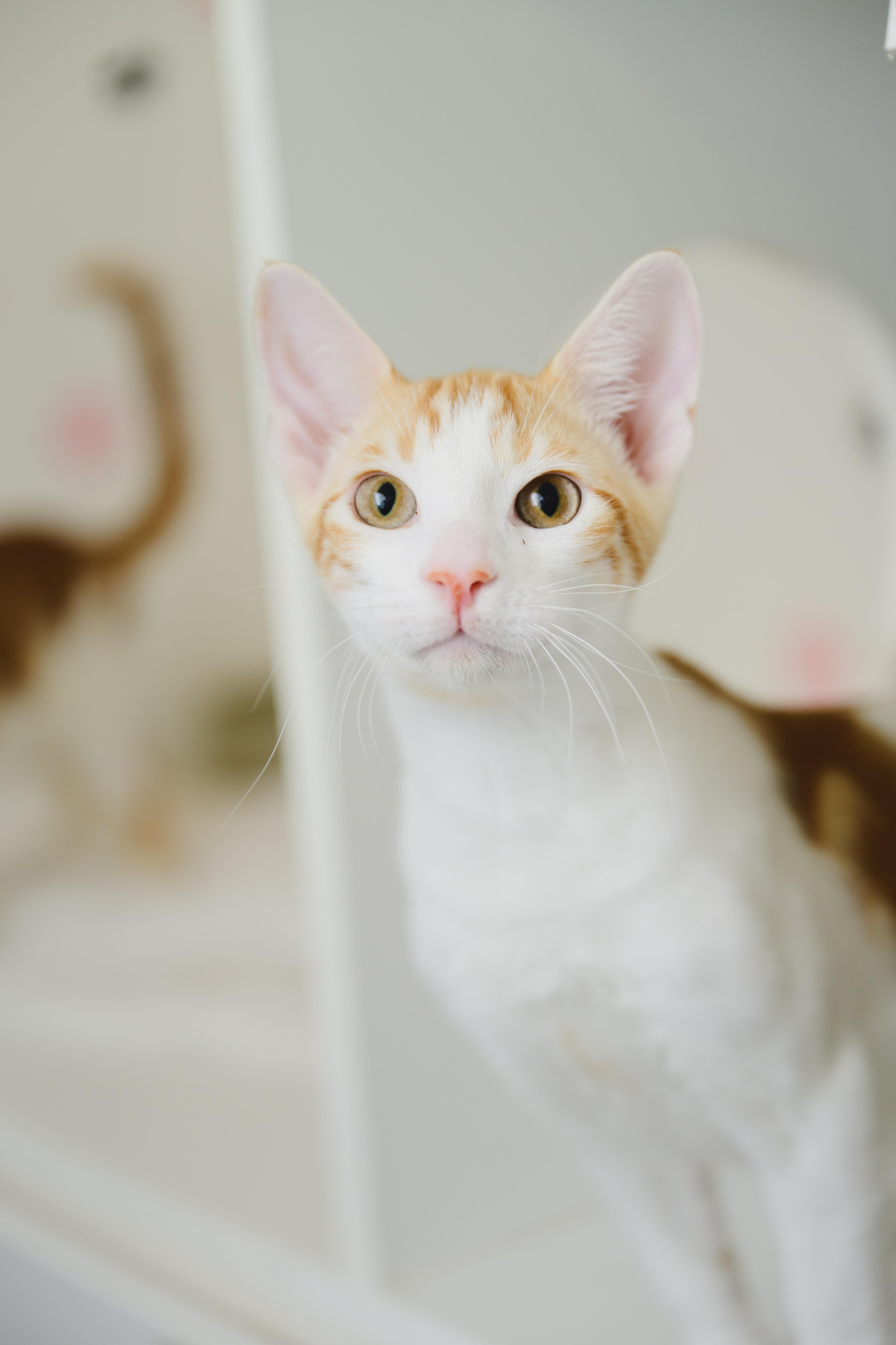 Enlarge Tropicana, a Adopted Domestic Short Hair in Honolulu, HI image 6/6