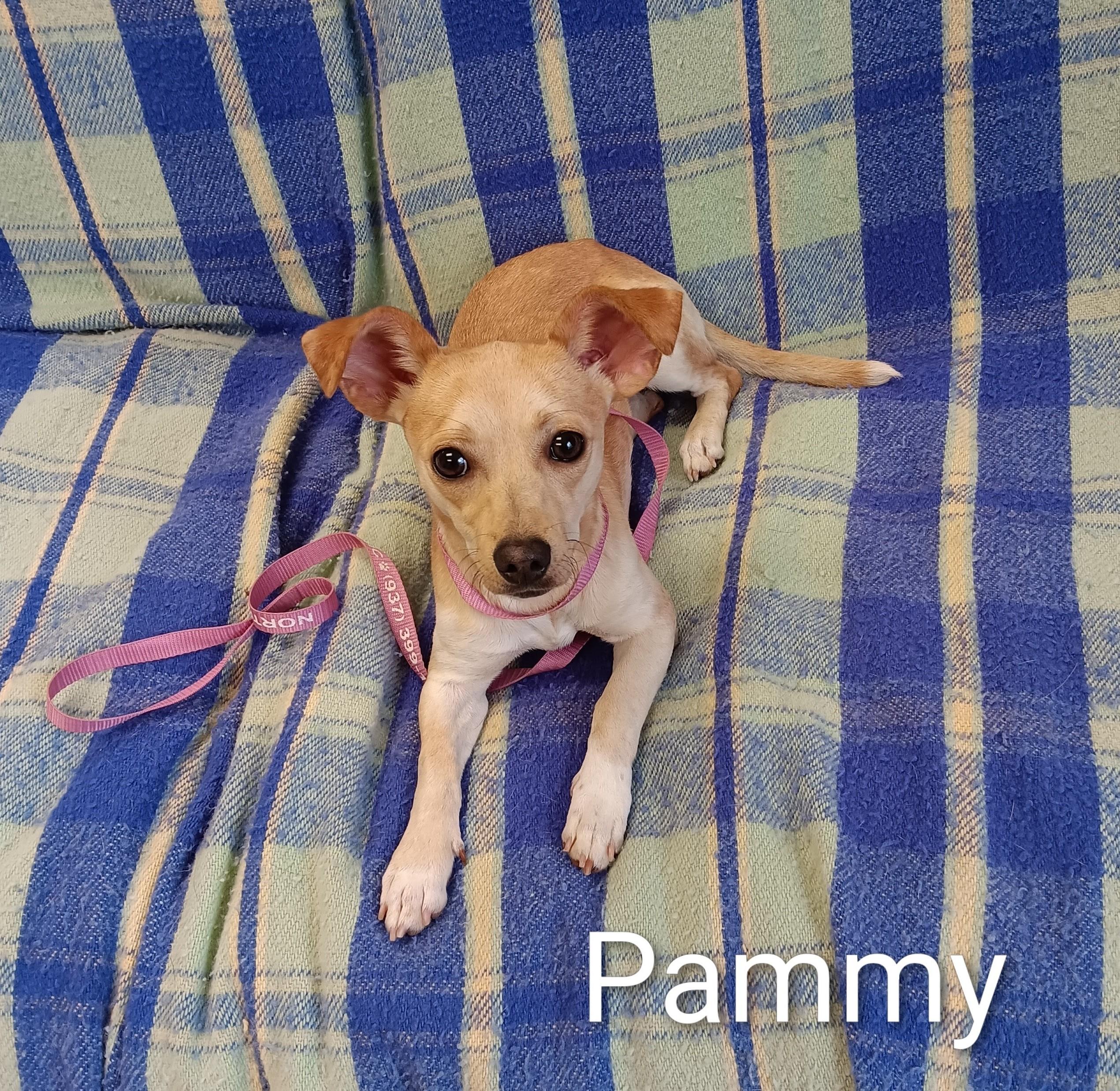 Enlarge Pammy, an adopted mixed breed in Springfield, OH image 1/1