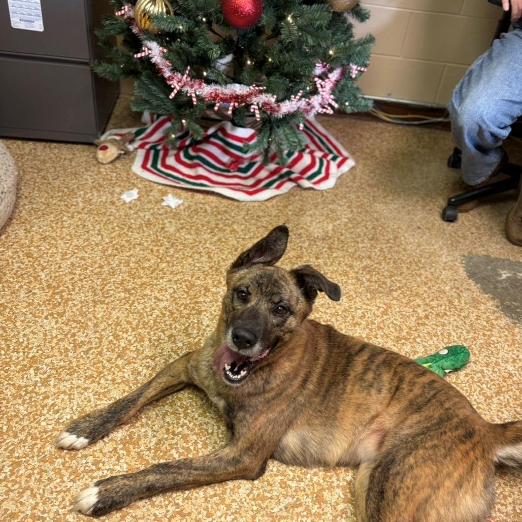 Enlarge Cherry, a Adoptable mixed breed in Chehalis, WA image 1/1