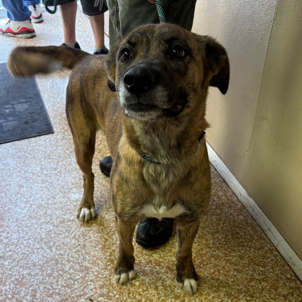 Cherry, Adoptable, Adult Female Dutch Shepherd & Cattle Dog.