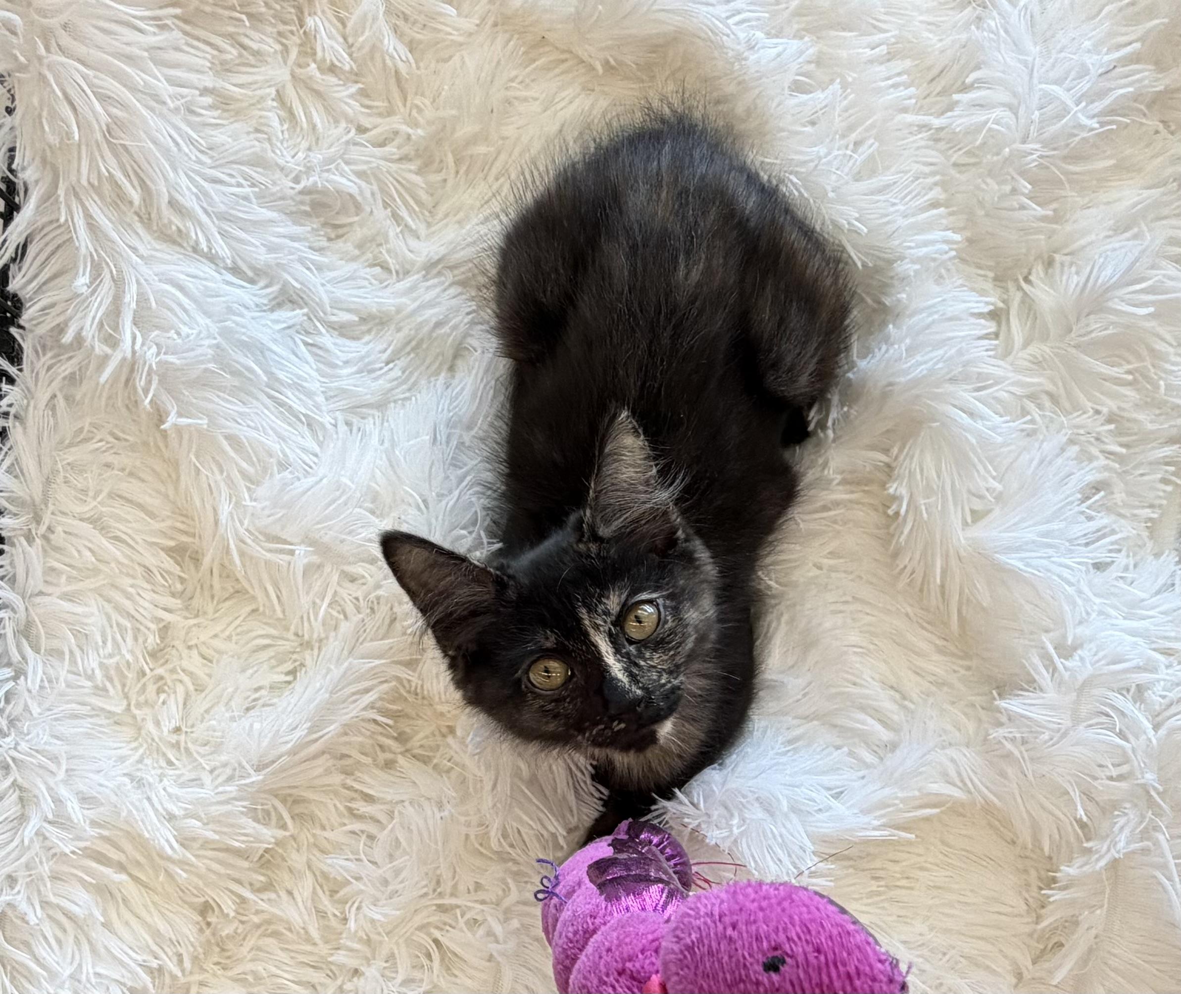 Enlarge Zara, a Adopted Domestic Short Hair in La Puente, CA image 1/3