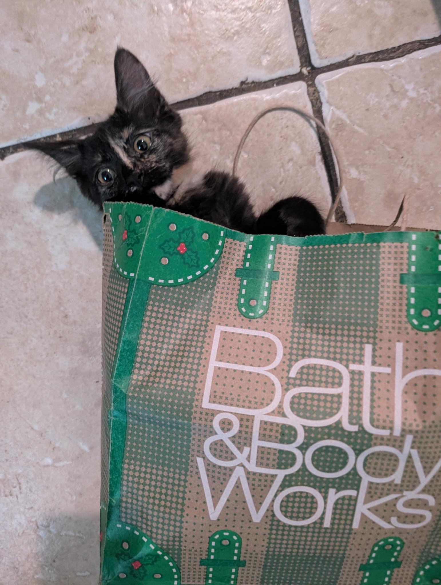 Enlarge Zara, a Adopted Domestic Short Hair in La Puente, CA image 2/3