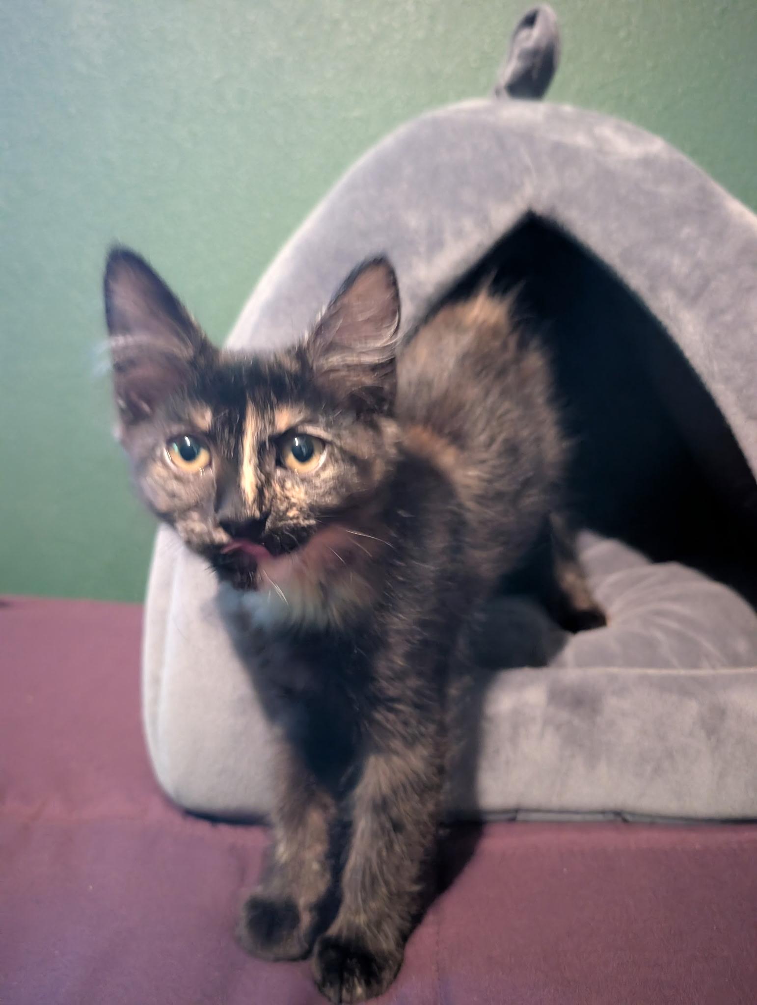 Enlarge Zara, a Adopted Domestic Short Hair in La Puente, CA image 3/3