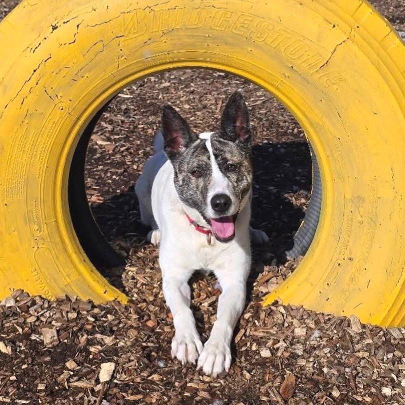 Radar**, Adoptable, Adult Male Terrier & Mixed Breed.