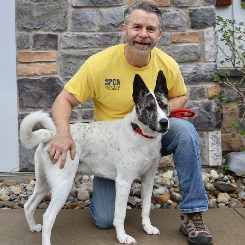 Enlarge Radar**, a Adoptable mixed breed in Briarcliff Manor, NY image 2/5