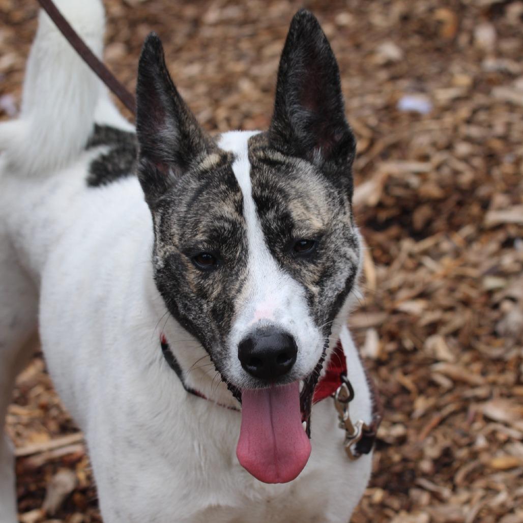 Enlarge Radar**, a Adoptable mixed breed in Briarcliff Manor, NY image 3/5