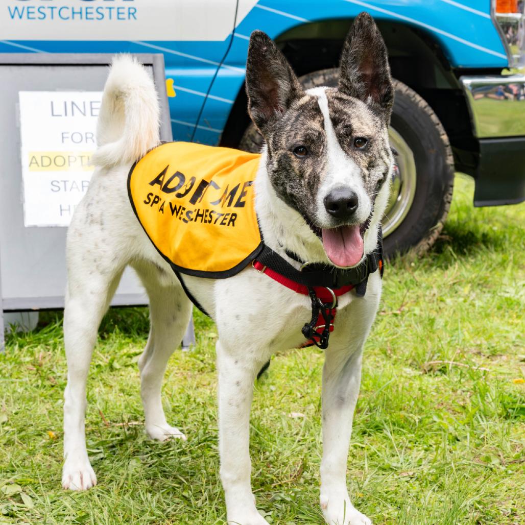 Enlarge Radar**, a Adoptable mixed breed in Briarcliff Manor, NY image 4/5