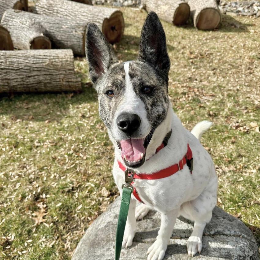 Enlarge Radar**, a Adoptable mixed breed in Briarcliff Manor, NY image 5/5