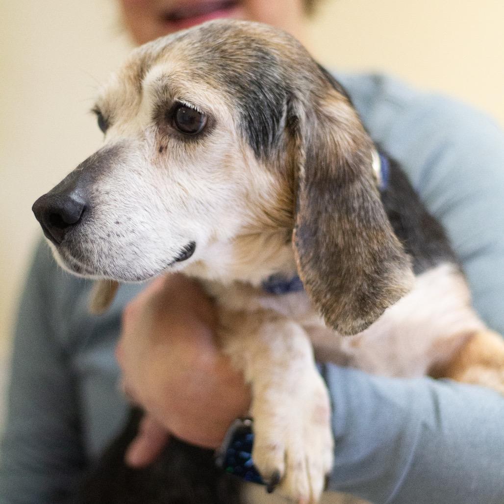 Brittany 22066 — thumbnail 3