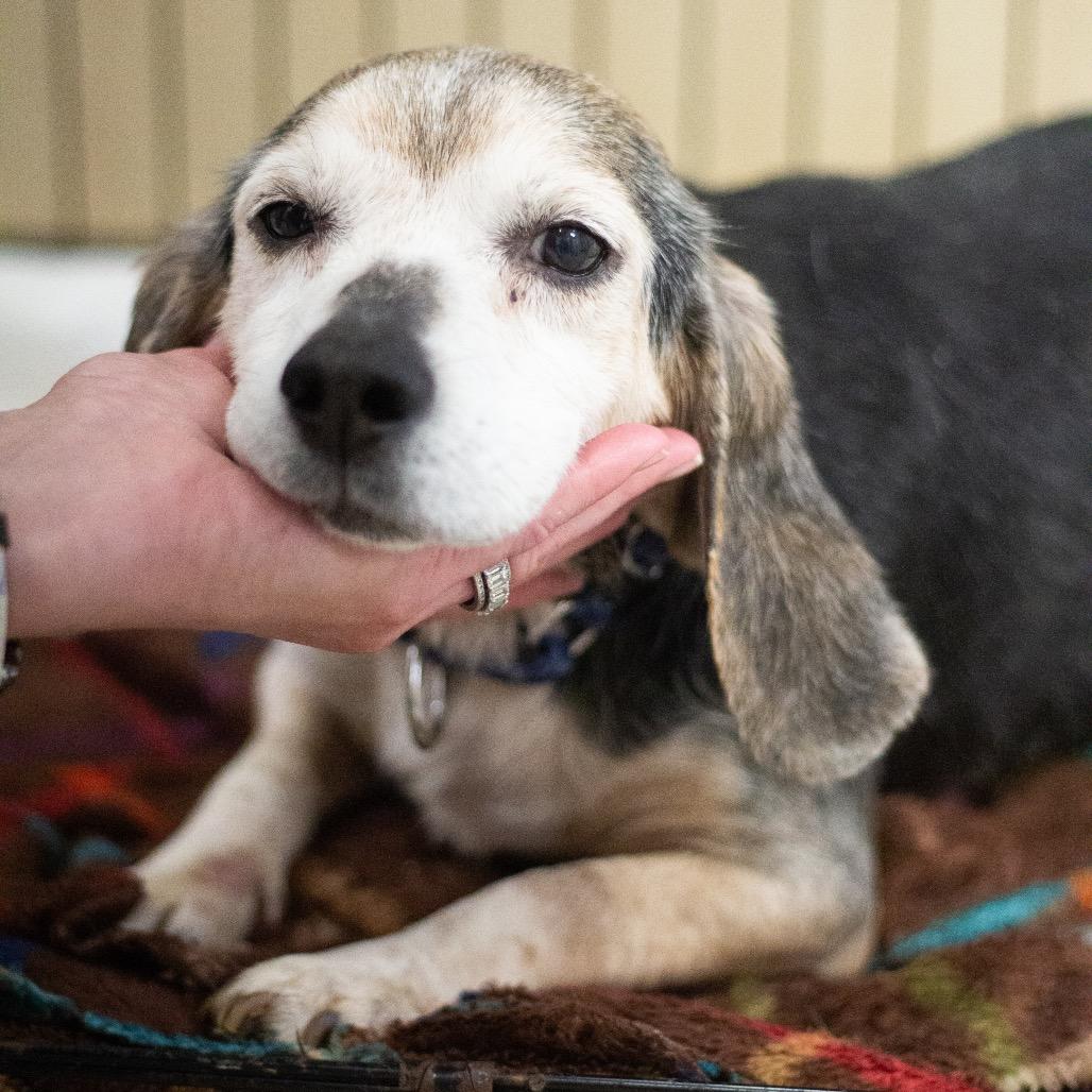 Brittany 22066 — thumbnail 4