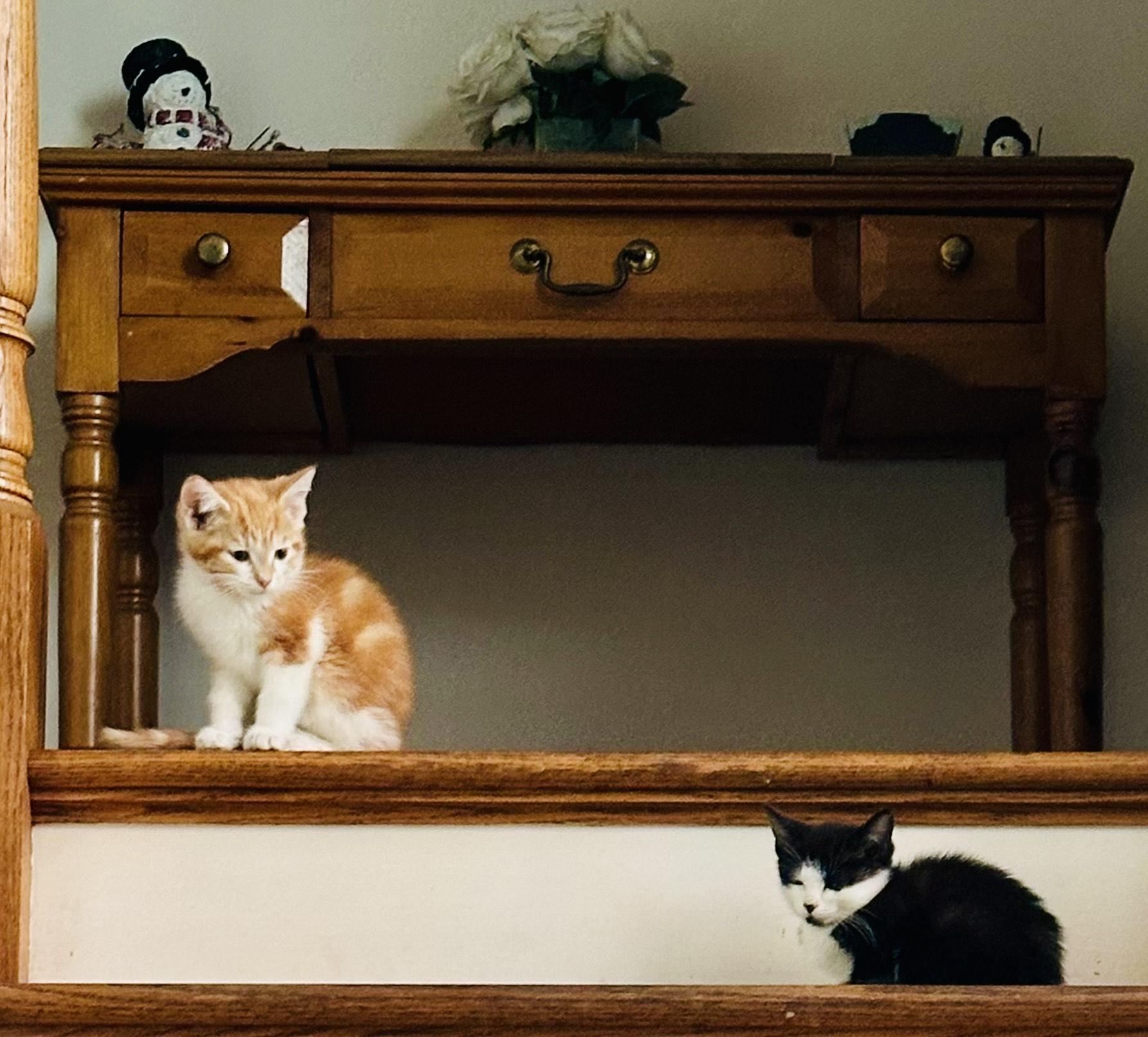 Enlarge Bam Bam, an adopted Domestic Short Hair in Palatine, IL image 3/5