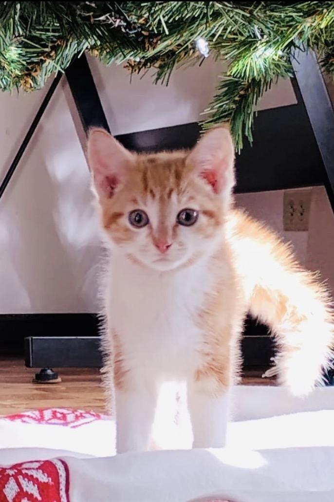 Enlarge Bam Bam, an adopted Domestic Short Hair in Palatine, IL image 1/5