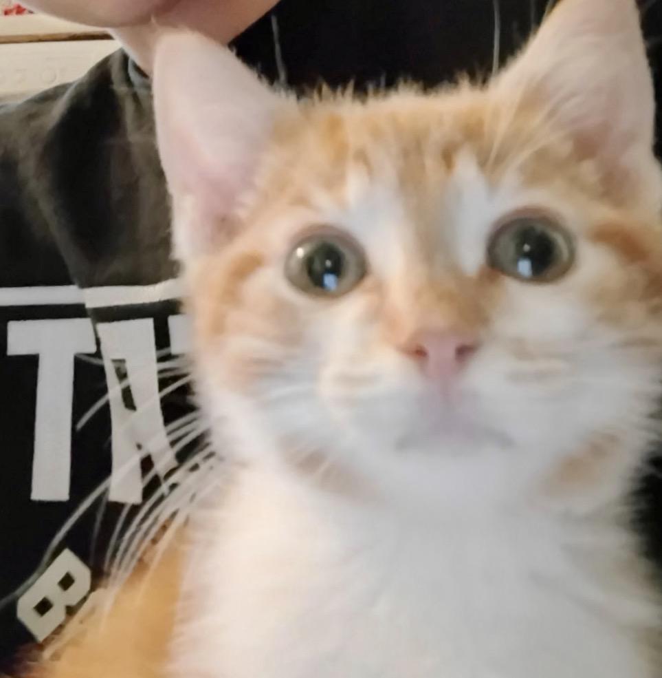 Enlarge Bam Bam, an adopted Domestic Short Hair in Palatine, IL image 4/5