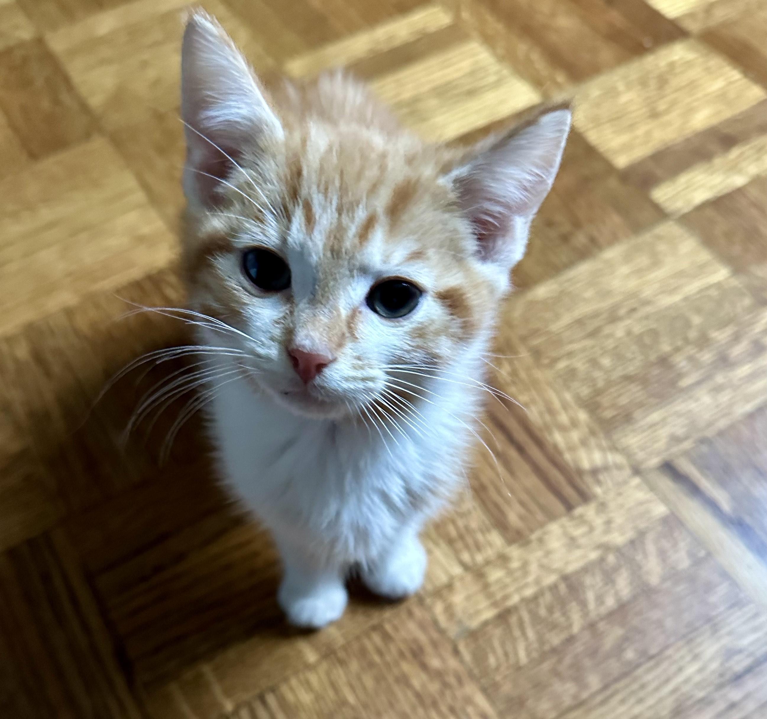 Enlarge Bam Bam, an adopted Domestic Short Hair in Palatine, IL image 5/5