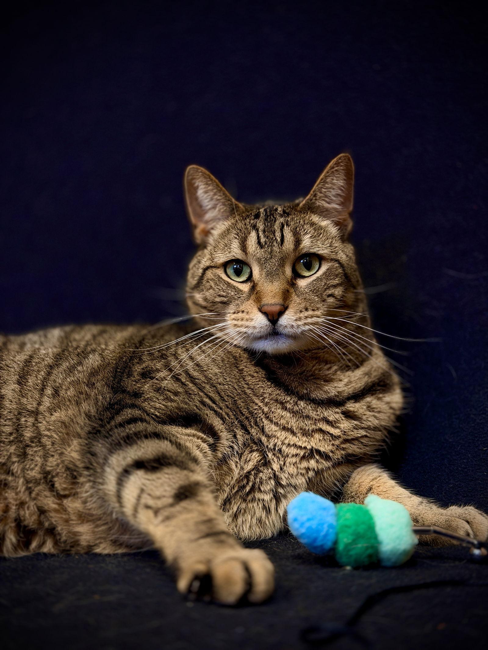Spaz, Adoptable, Adult Male Domestic Short Hair.