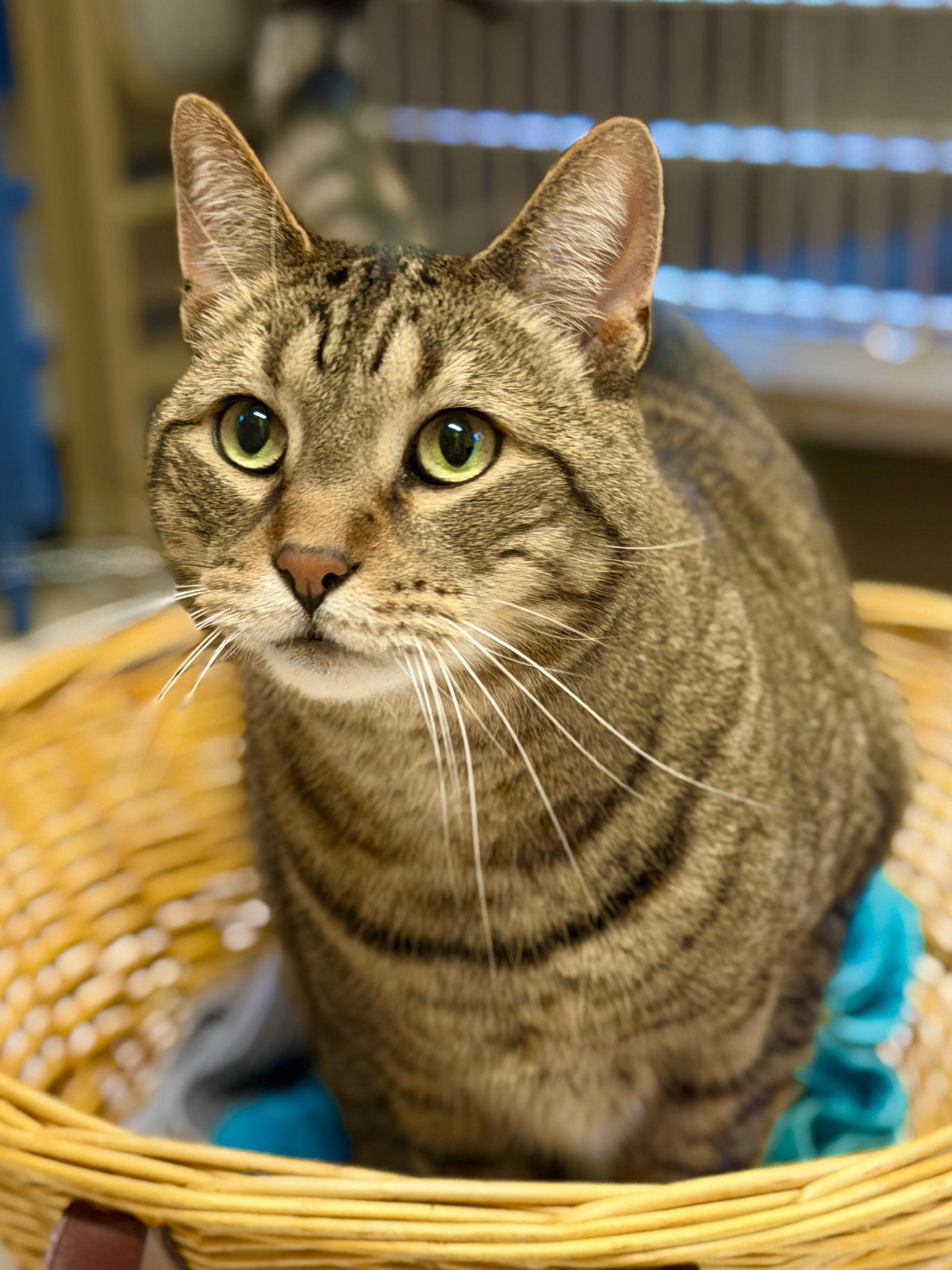Enlarge Spaz, a Adoptable Domestic Short Hair in West Cornwall, CT image 2/3