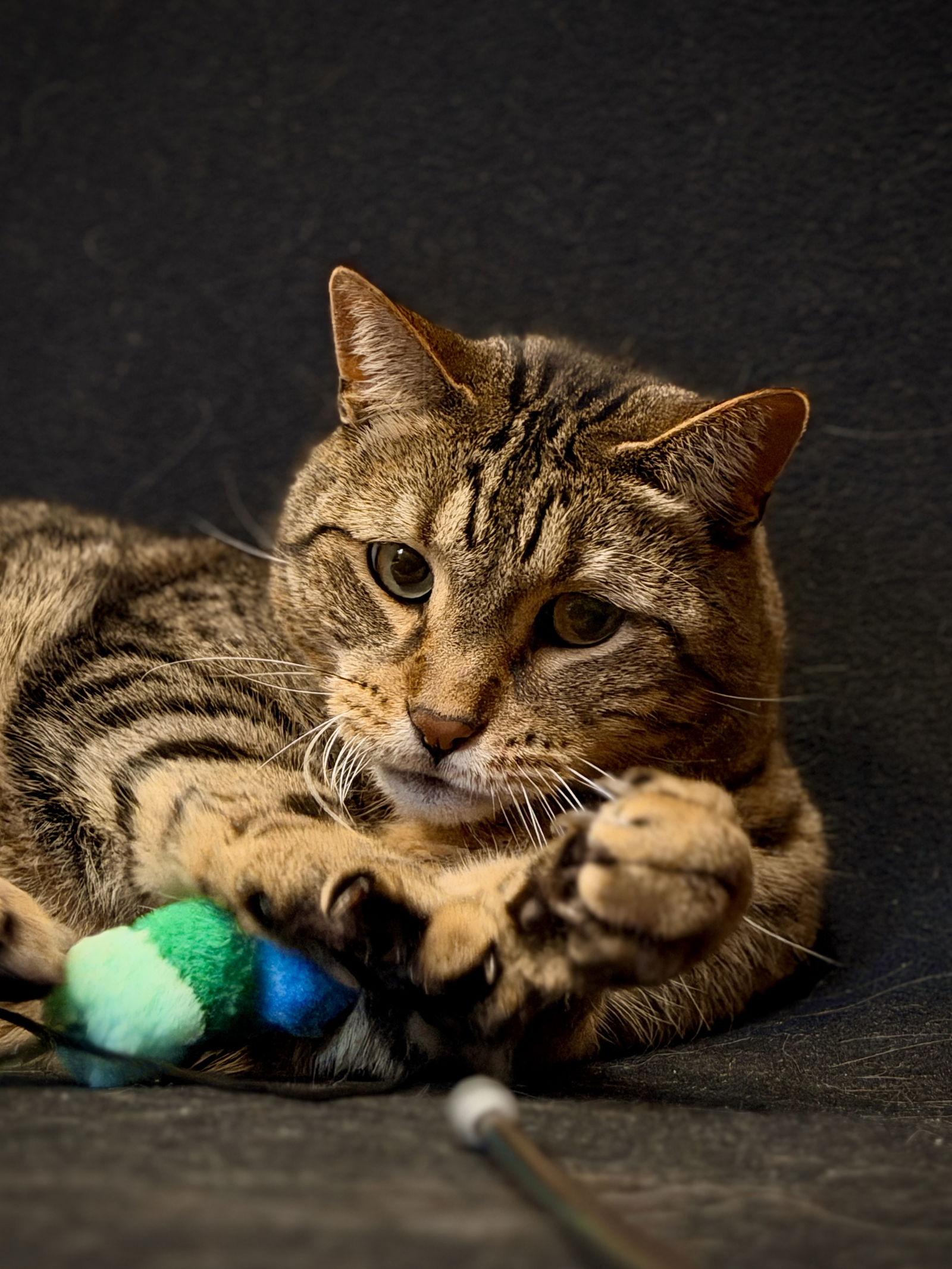 Enlarge Spaz, a Adoptable Domestic Short Hair in West Cornwall, CT image 3/3