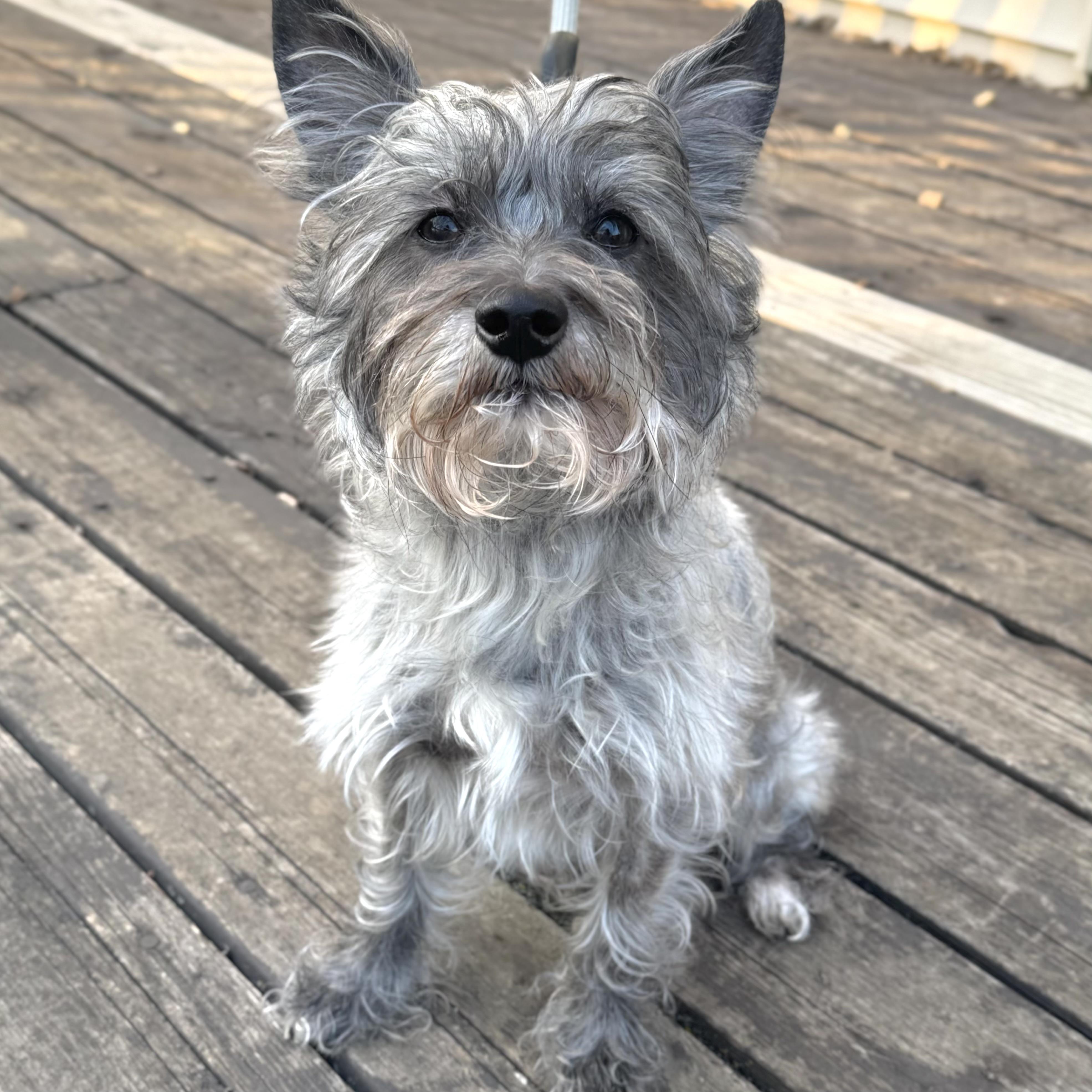 Archie, adoptable, Adult Male Schnauzer.