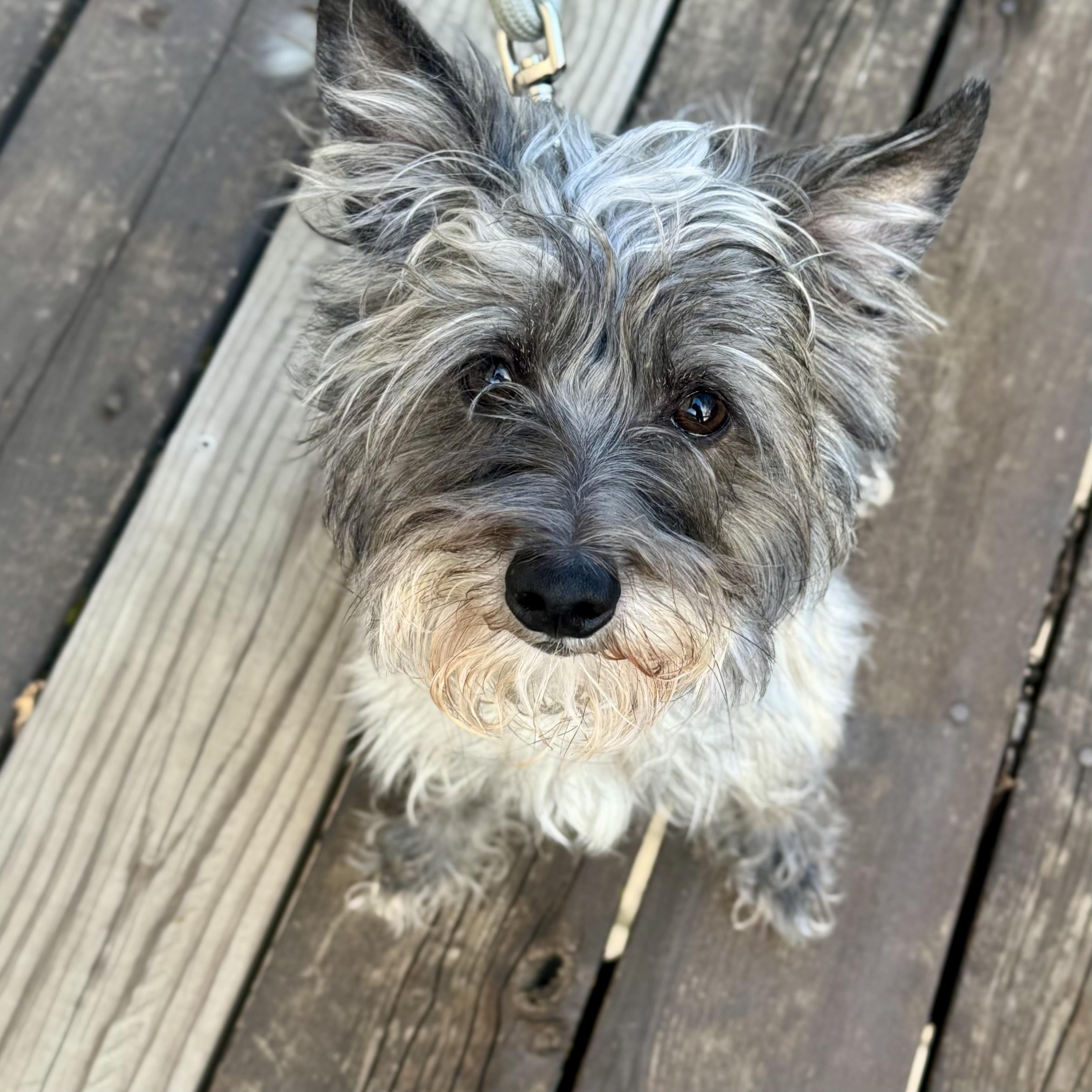 Archie, an adoptable mixed breed in Prior Lake, MN image 3/6