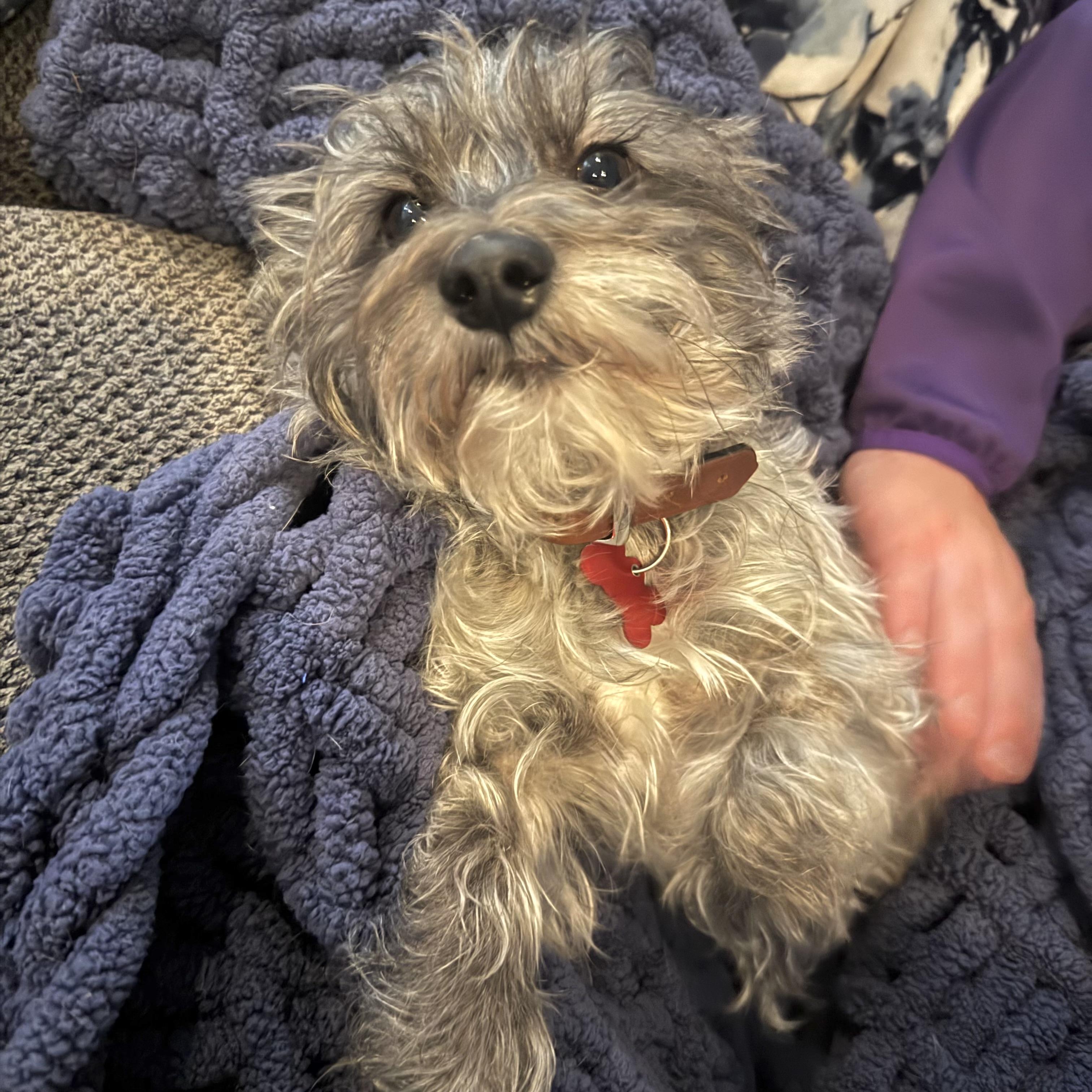 Archie, an adoptable mixed breed in Prior Lake, MN image 5/6