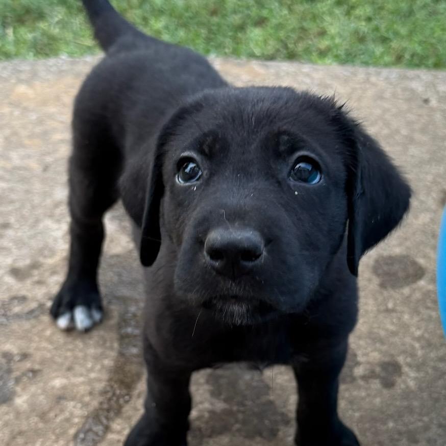 Larry (Porter), Adoptable, Puppy Male Labrador Retriever & Mountain Cur.