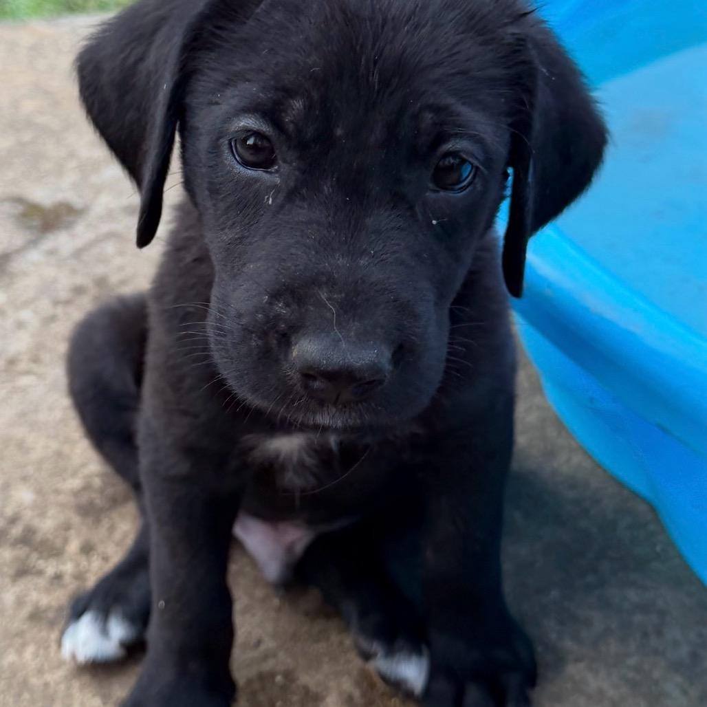 Enlarge Larry (Porter), a Adoptable mixed breed in Goodlettsville, TN image 2/4