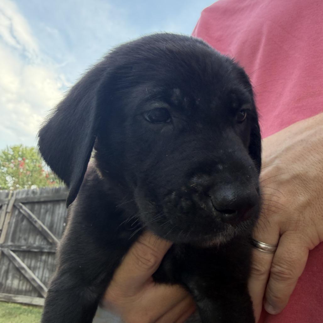 Enlarge Larry (Porter), a Adoptable mixed breed in Goodlettsville, TN image 4/4