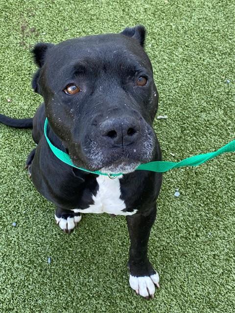 Enlarge SASHA, a Adoptable Pit Bull Terrier in Fayetteville, NC image 1/1