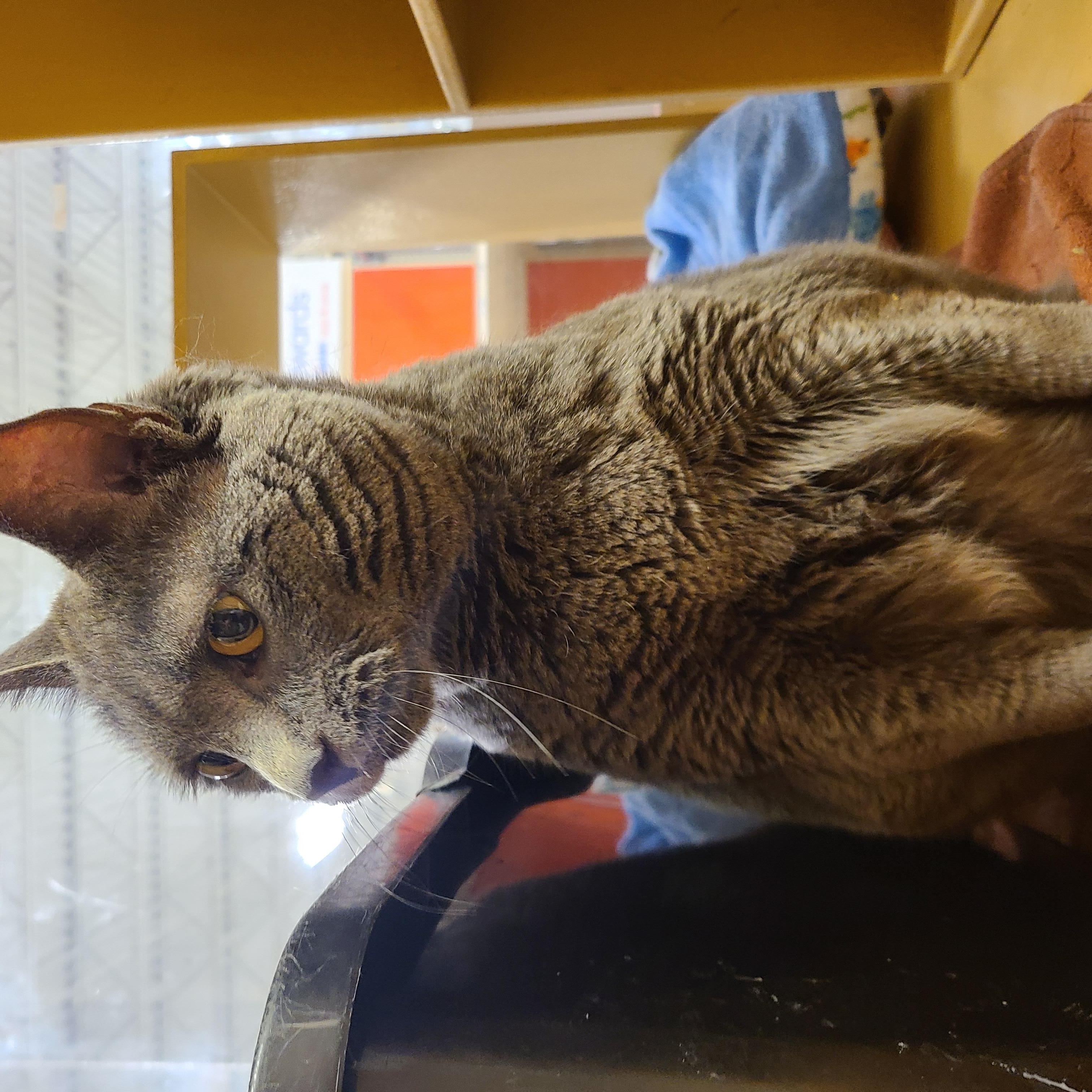 Porkchop, a ADOPTABLE Domestic Short Hair in Gerrardstown, WV image 4/4