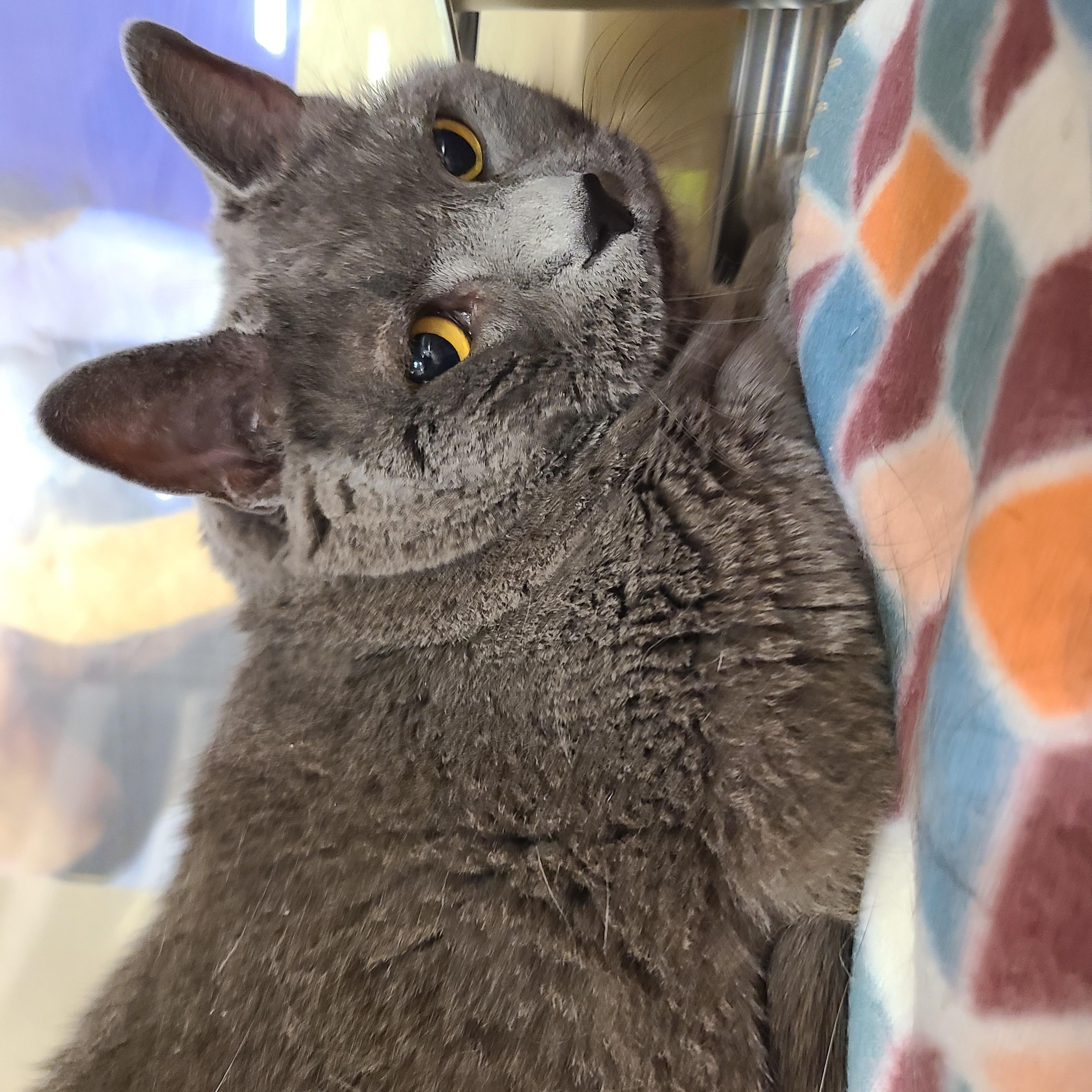 Porkchop, a ADOPTABLE Domestic Short Hair in Gerrardstown, WV image 2/4