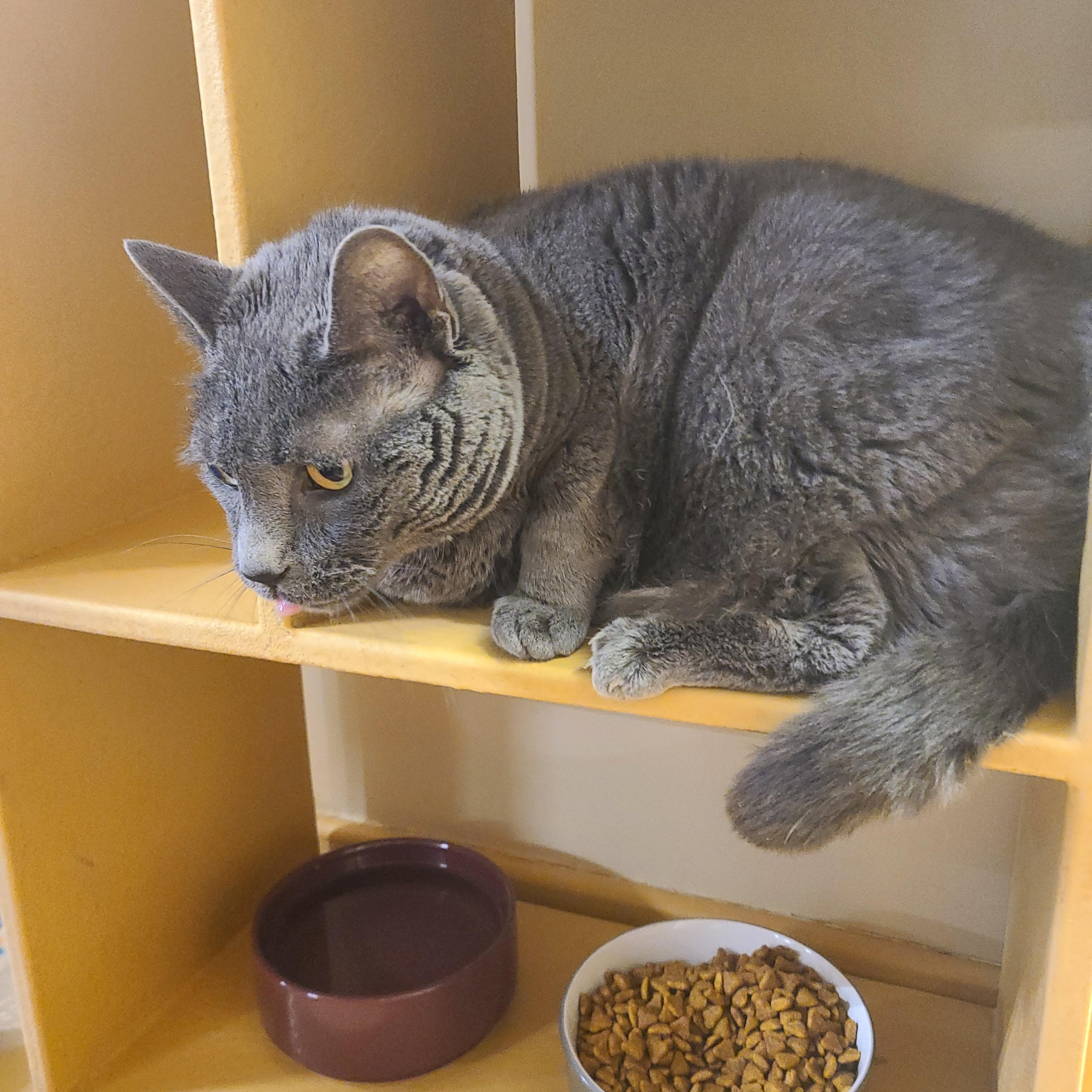 Porkchop, a ADOPTABLE Domestic Short Hair in Gerrardstown, WV image 3/4
