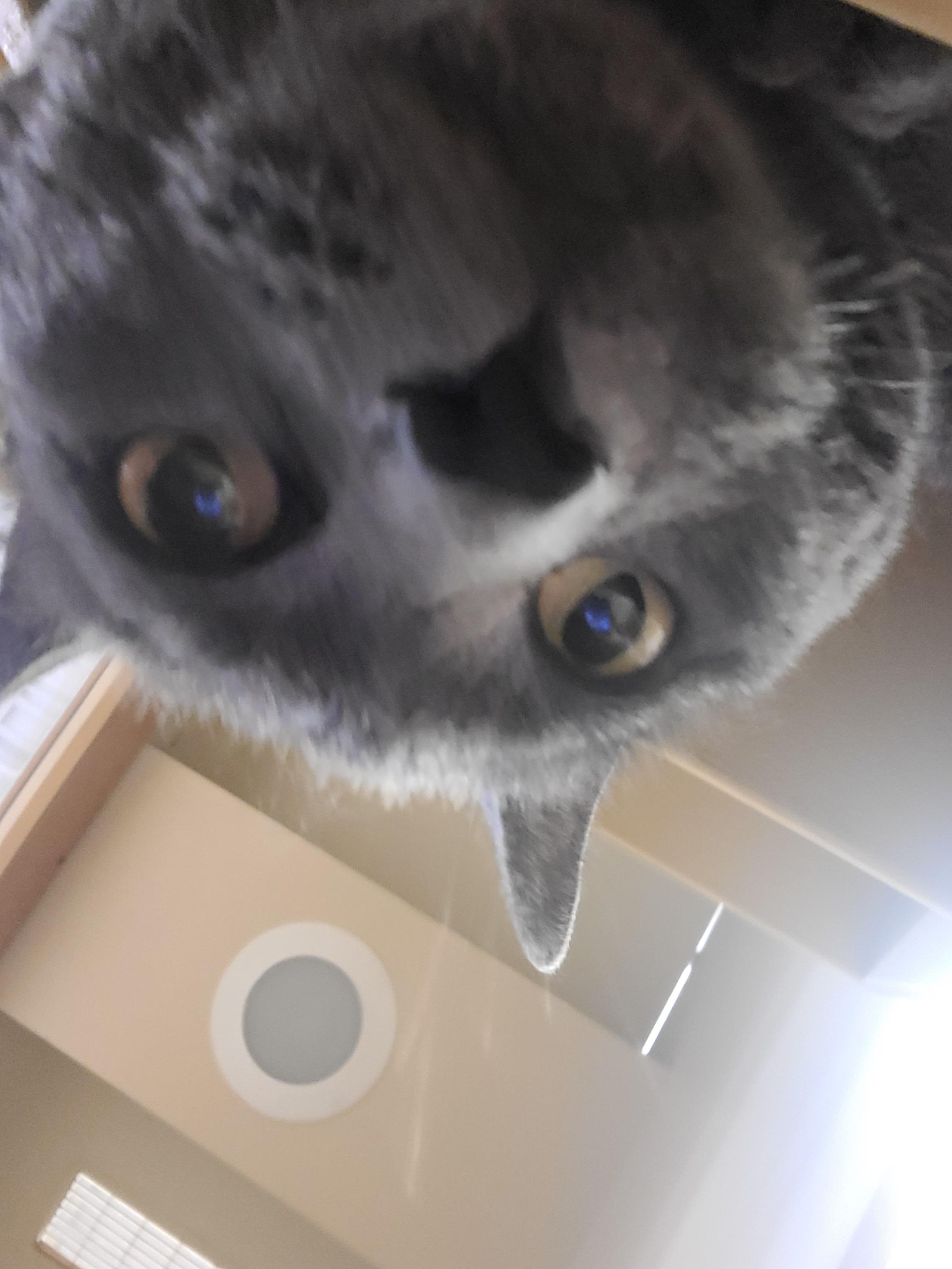 Porkchop, a ADOPTABLE Domestic Short Hair in Gerrardstown, WV image 1/4