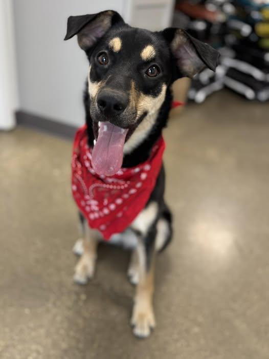 Domino, Adoptable, Young Female German Shepherd Dog.