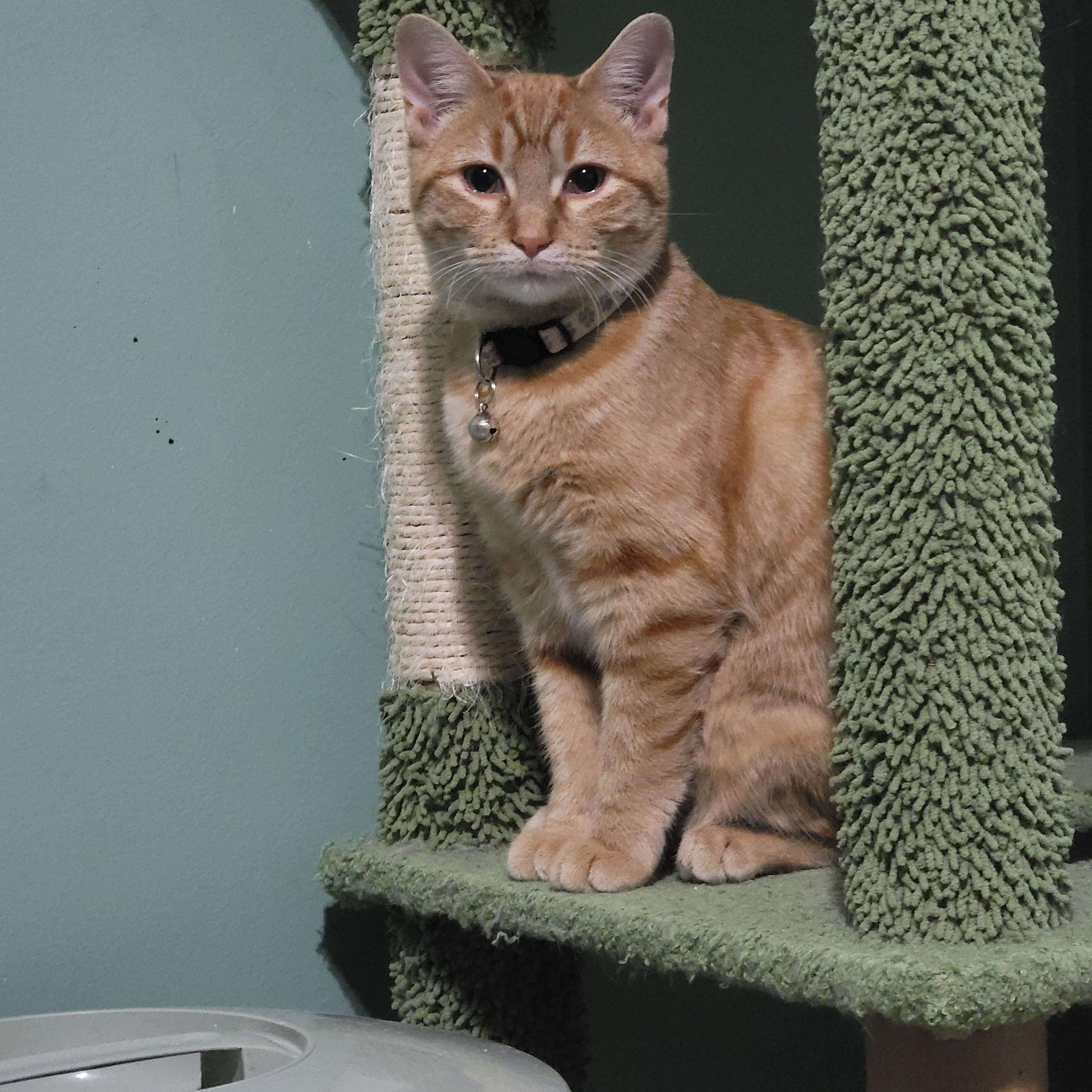 Enlarge Dexie, a Adopted mixed breed in Joliet, IL image 1/3