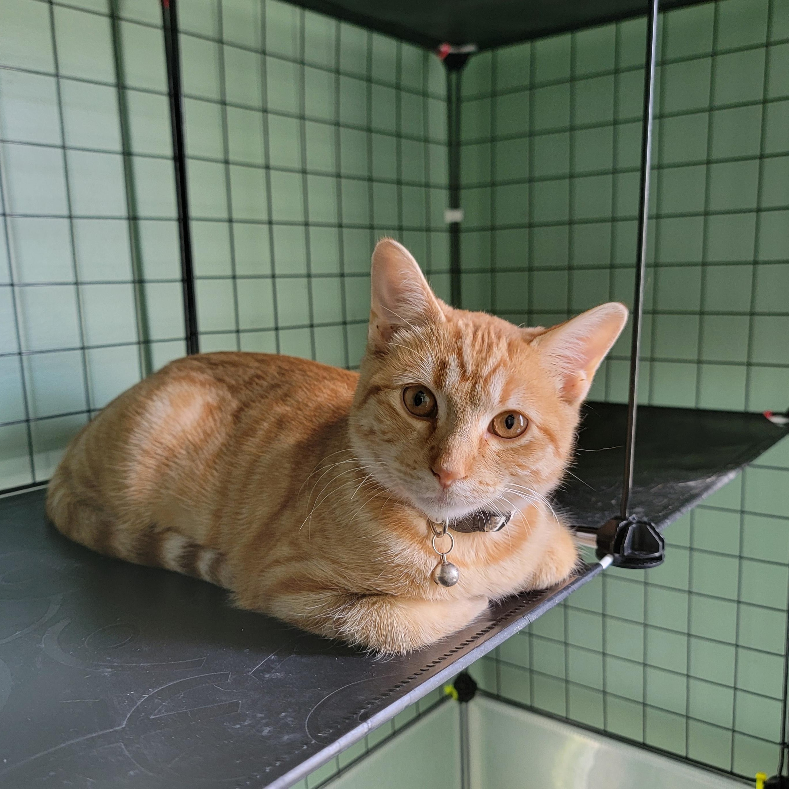 Enlarge Dexie, a Adopted mixed breed in Joliet, IL image 2/3